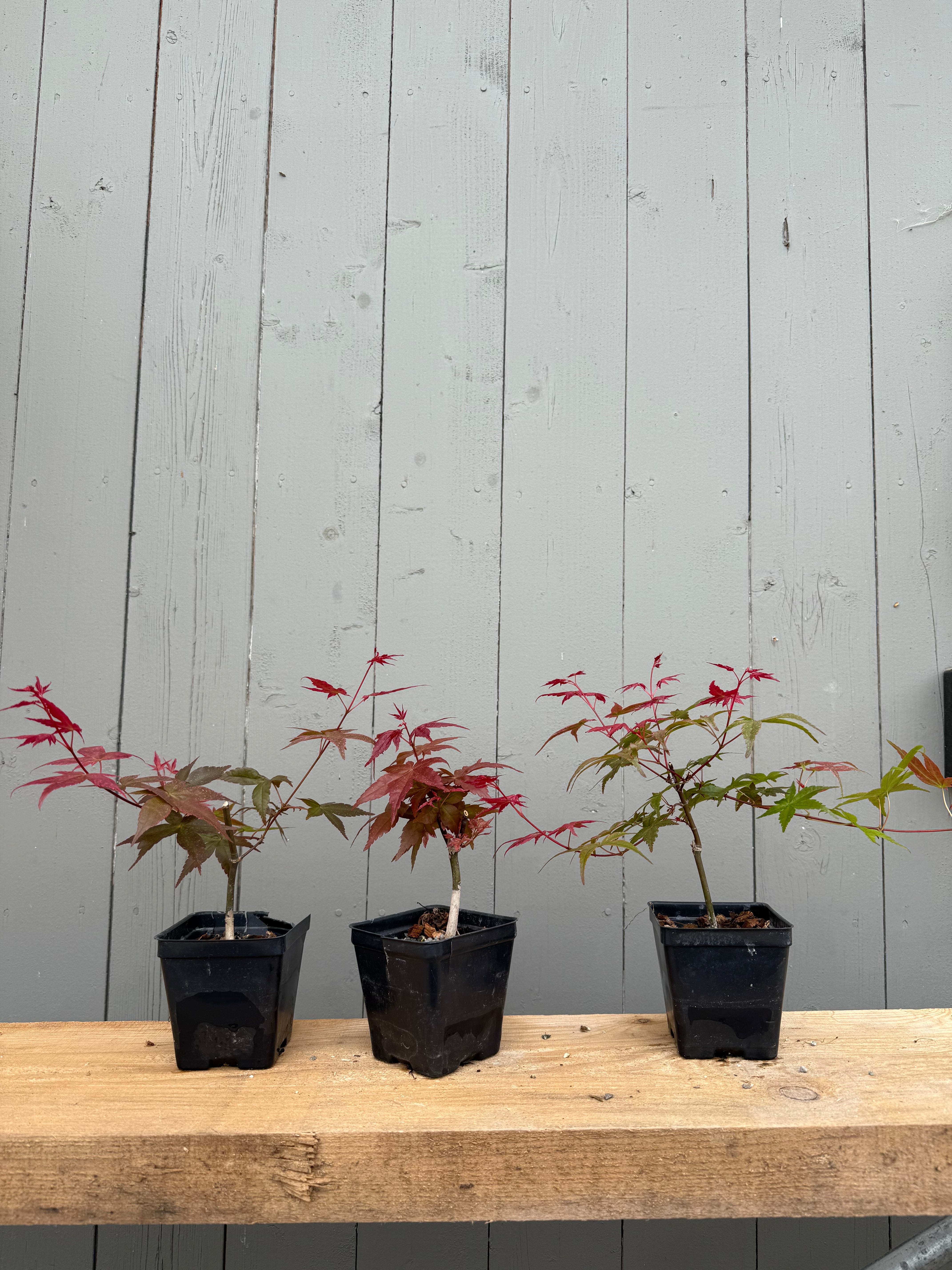 Acer palmatum 'Deshojo' (Cuttings)