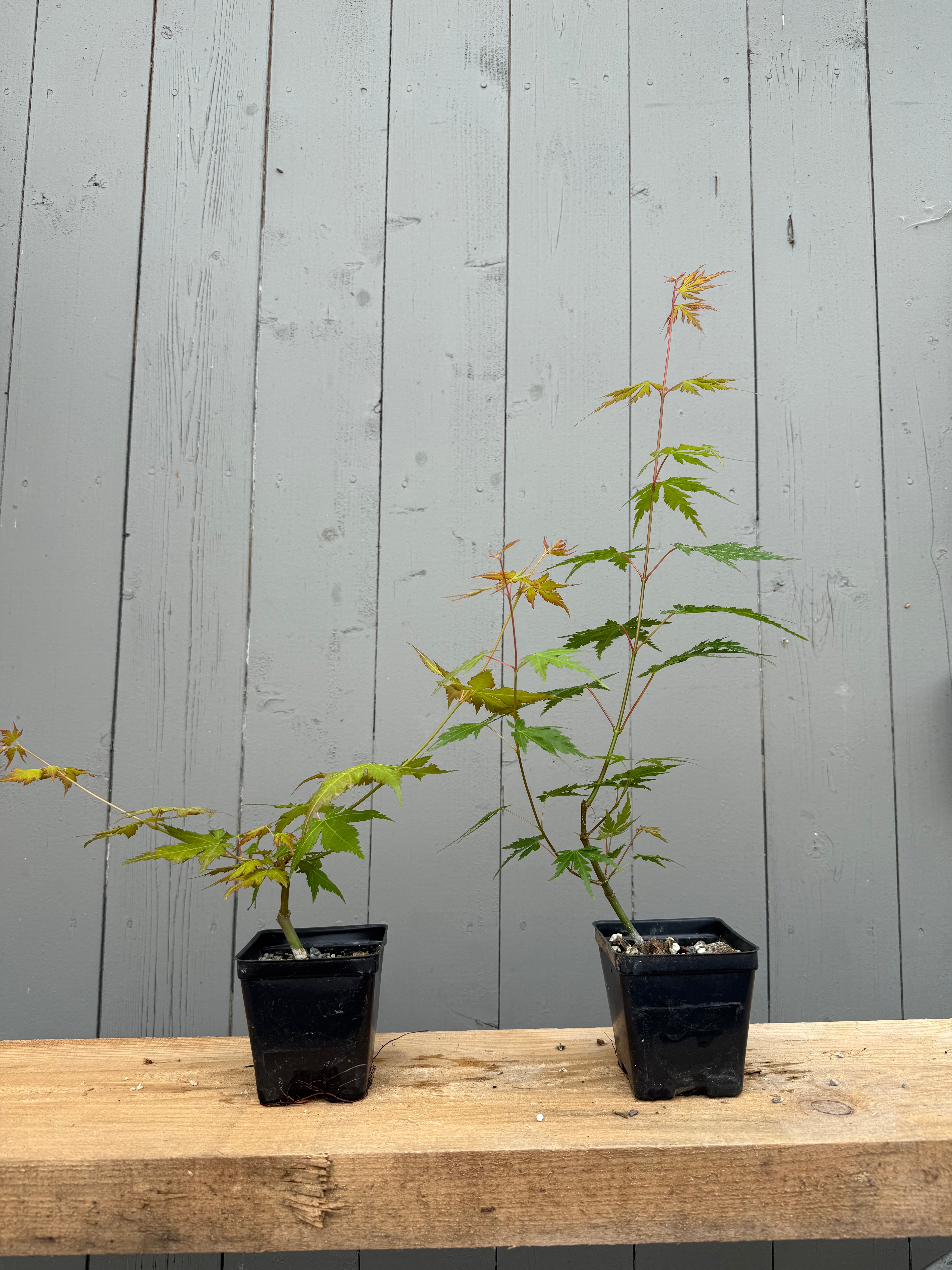 Acer palmatum 'Yves' Select'