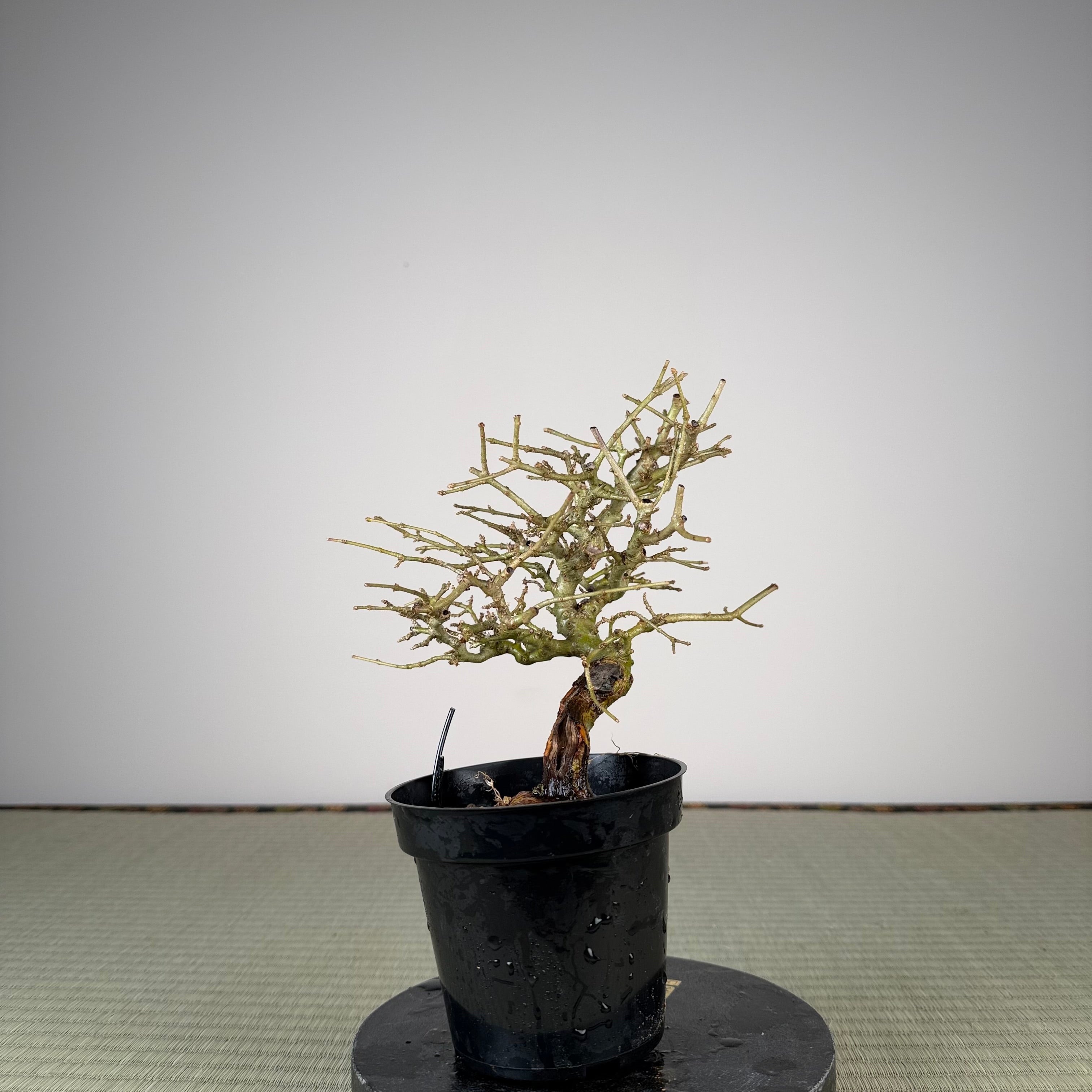 Ligustrum Arakawa *Voir note*