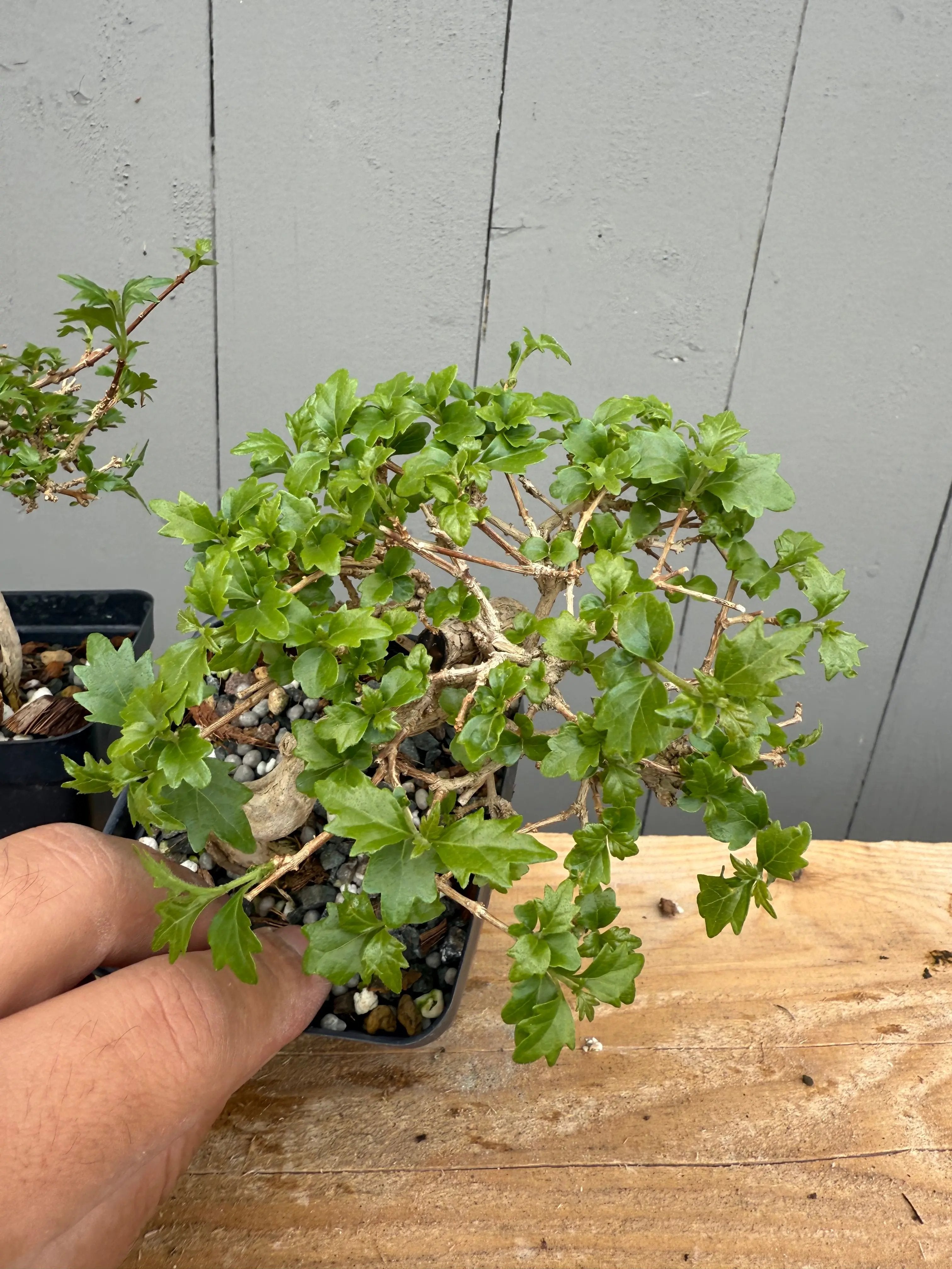 Premna japonica (medium) Canada Bonsai