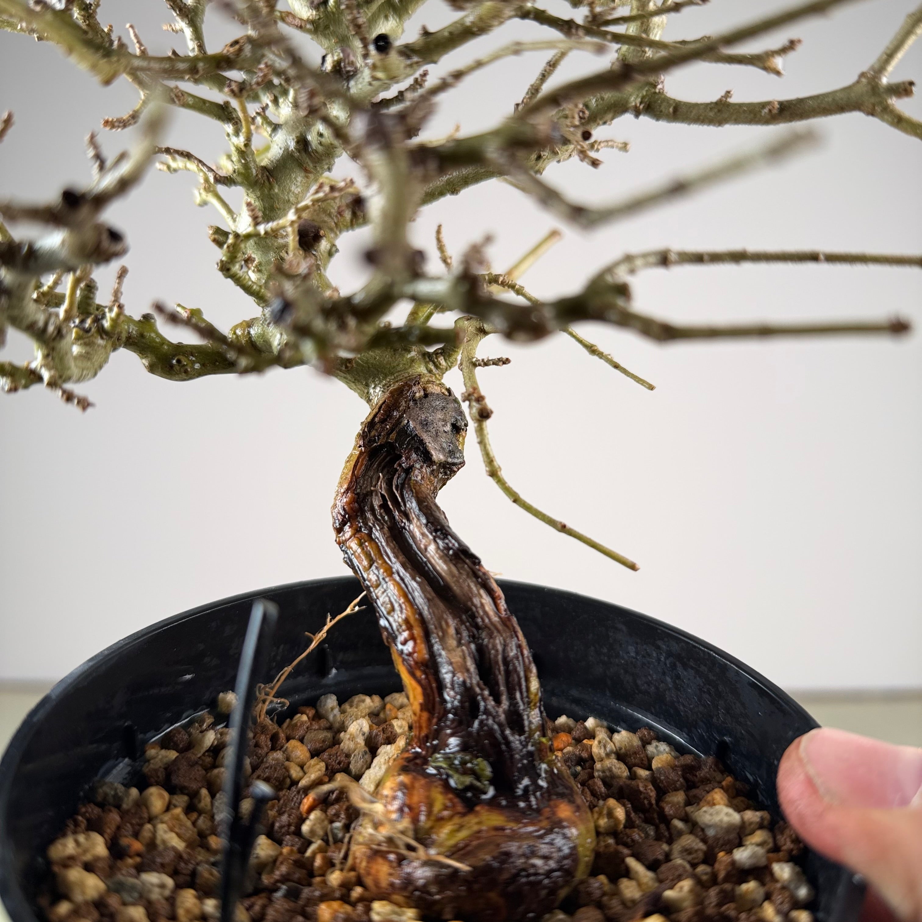 Ligustrum Arakawa *Voir note*