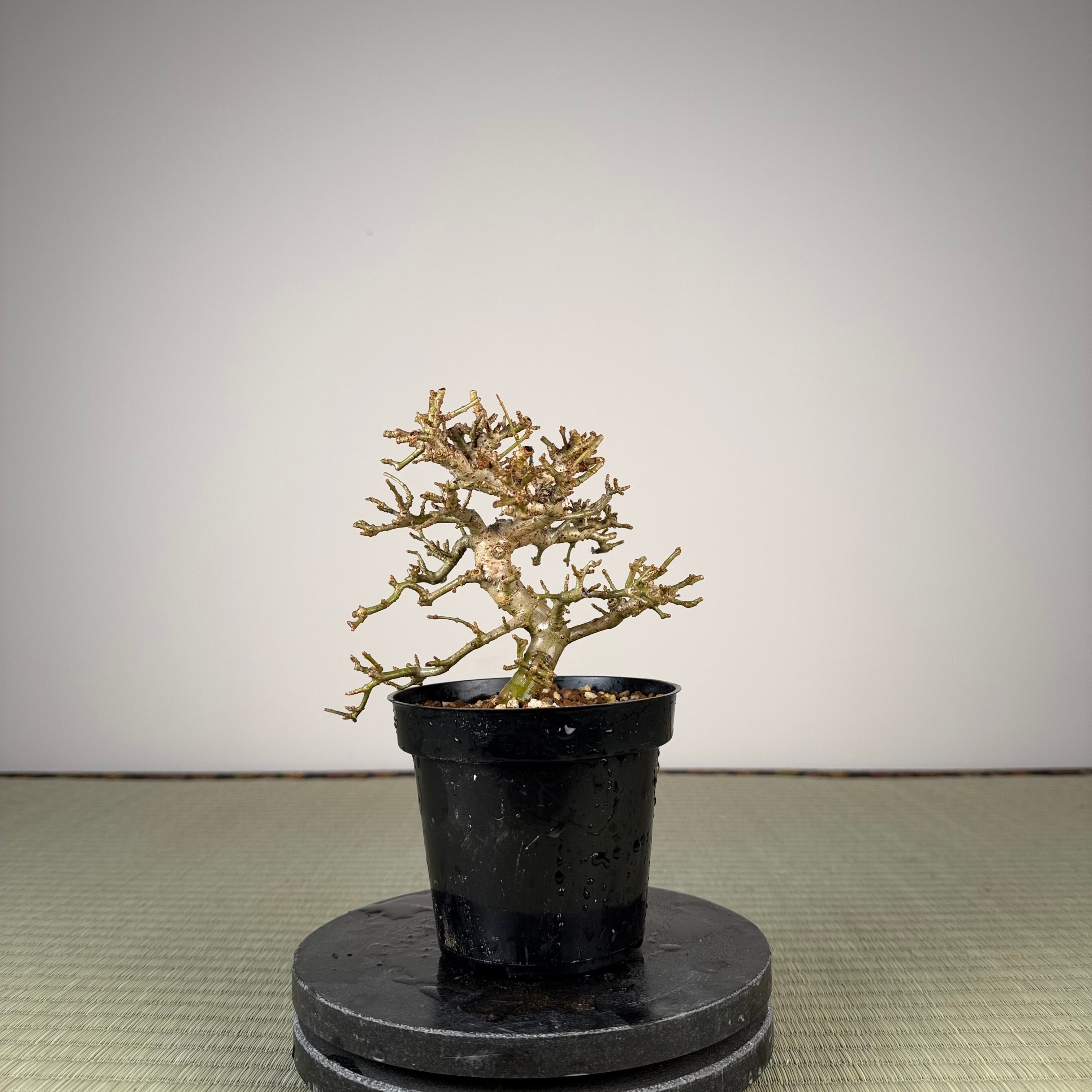 Ligustrum Arakawa *Voir note*