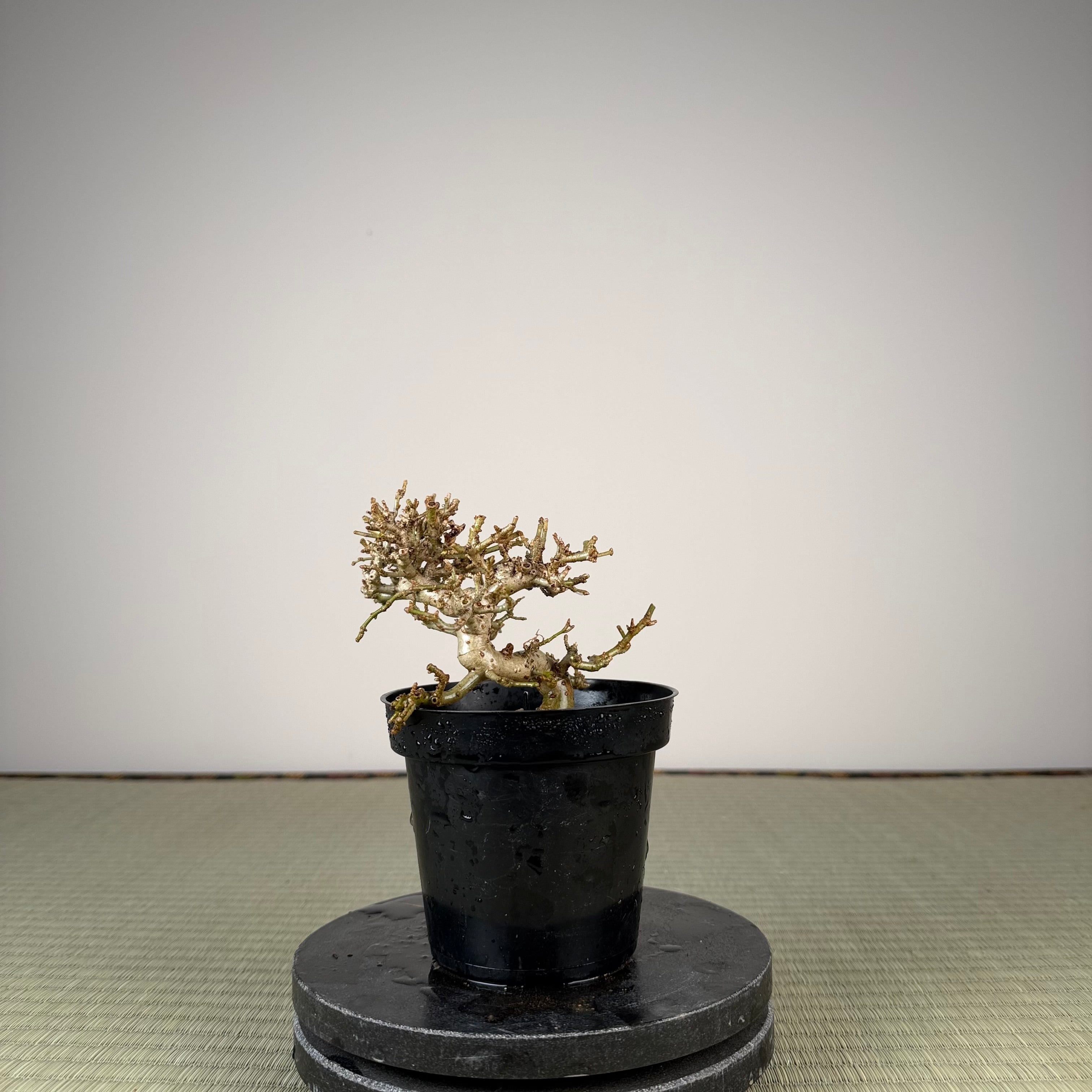 Ligustrum Arakawa *Voir note*