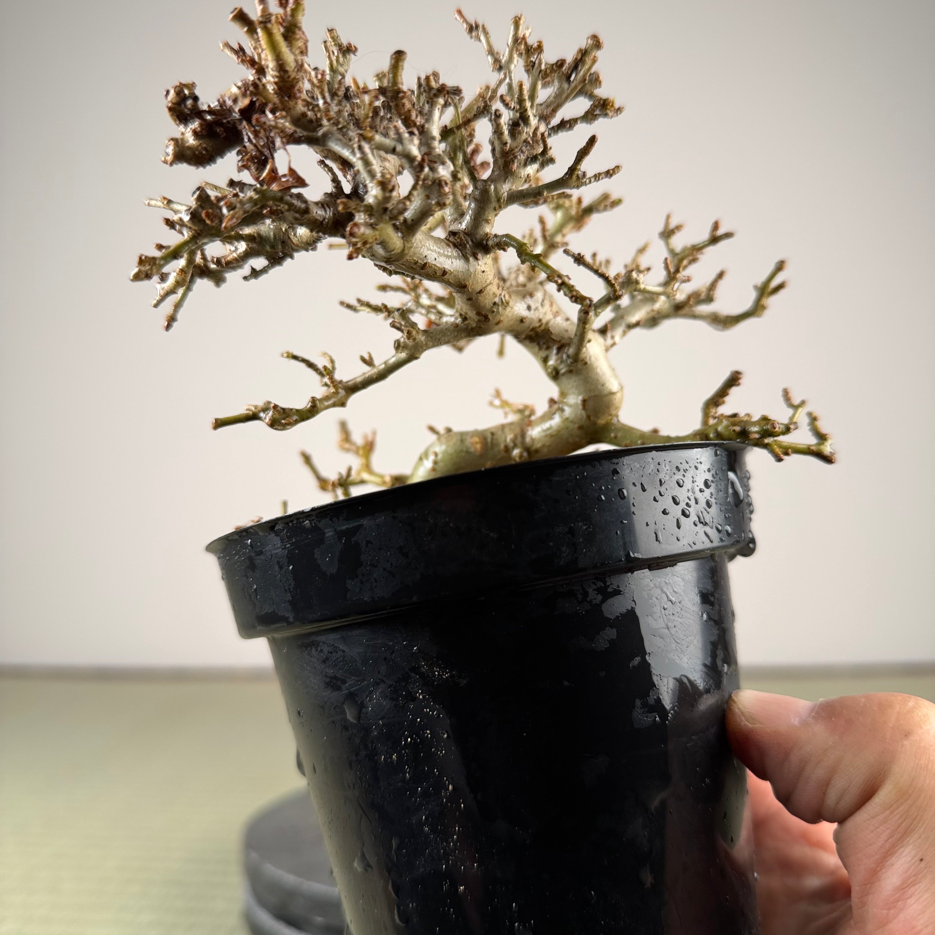 Ligustrum Arakawa *Voir note*