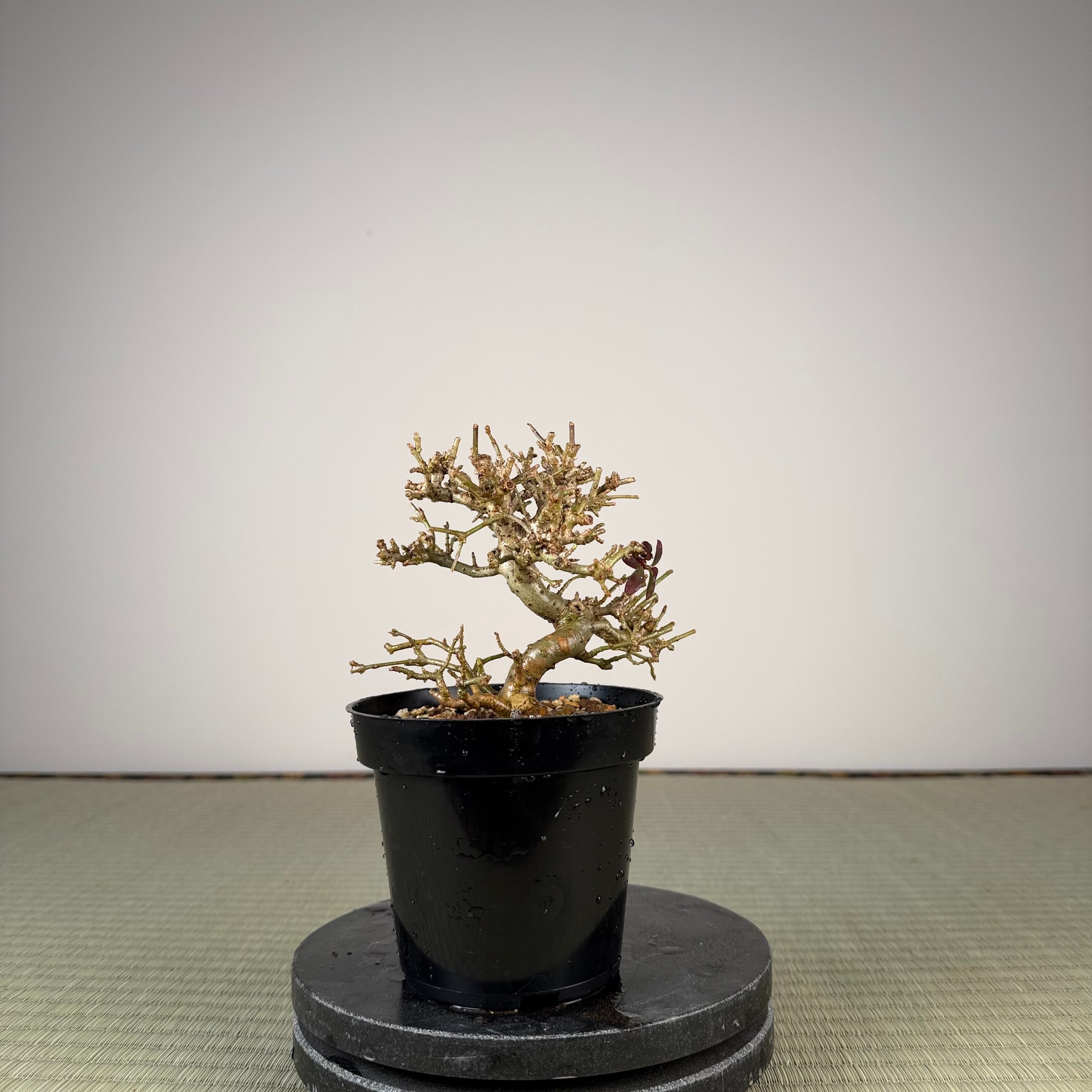 Ligustrum Arakawa *Voir note*