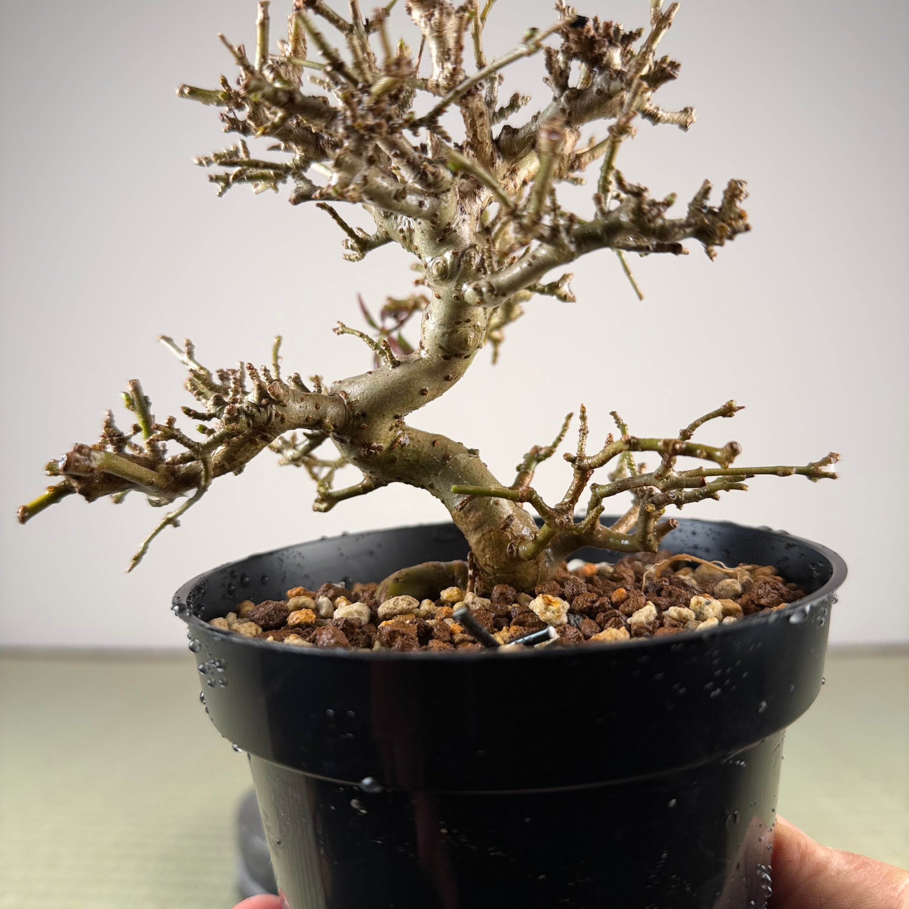 Ligustrum Arakawa *Voir note*