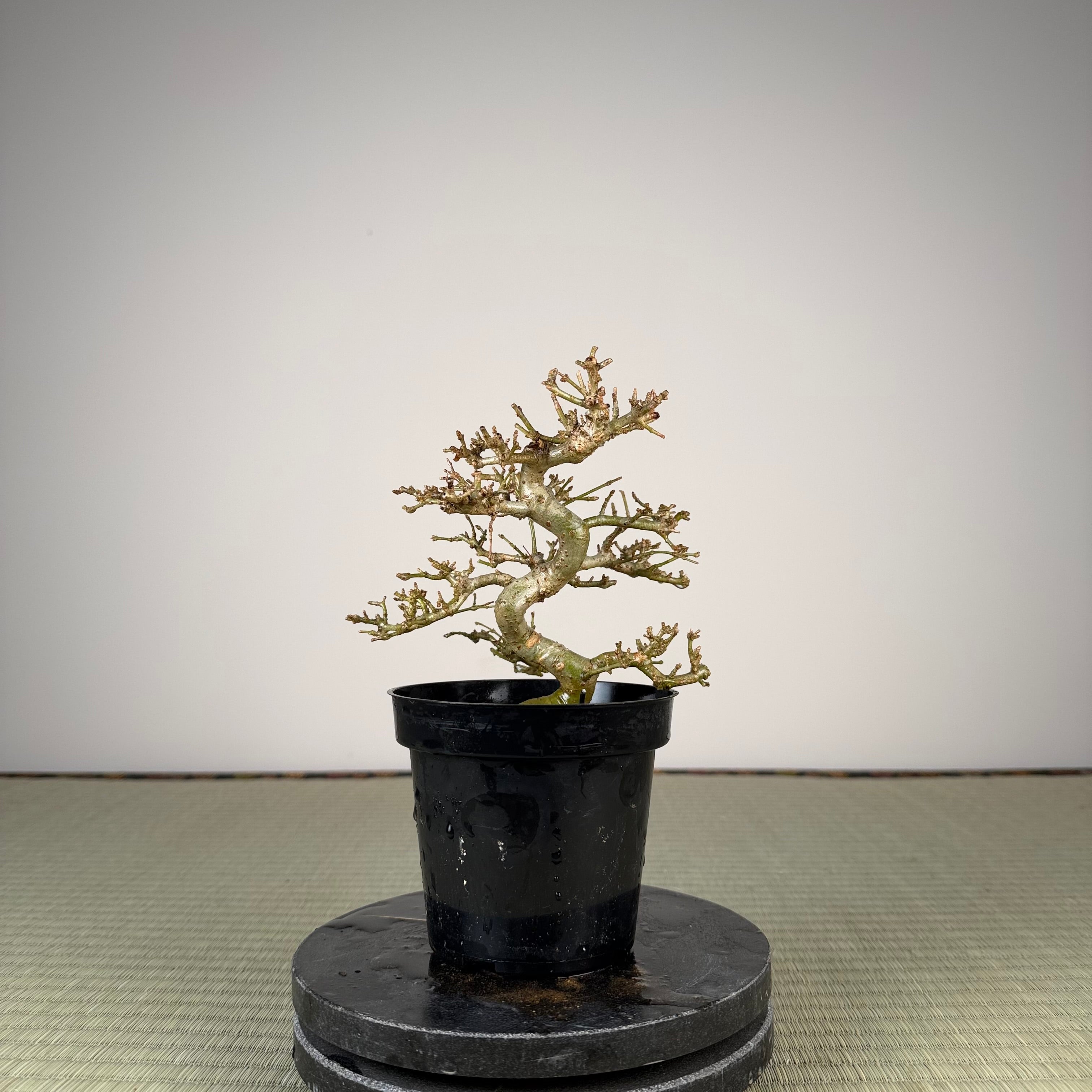 Ligustrum Arakawa *Voir note*