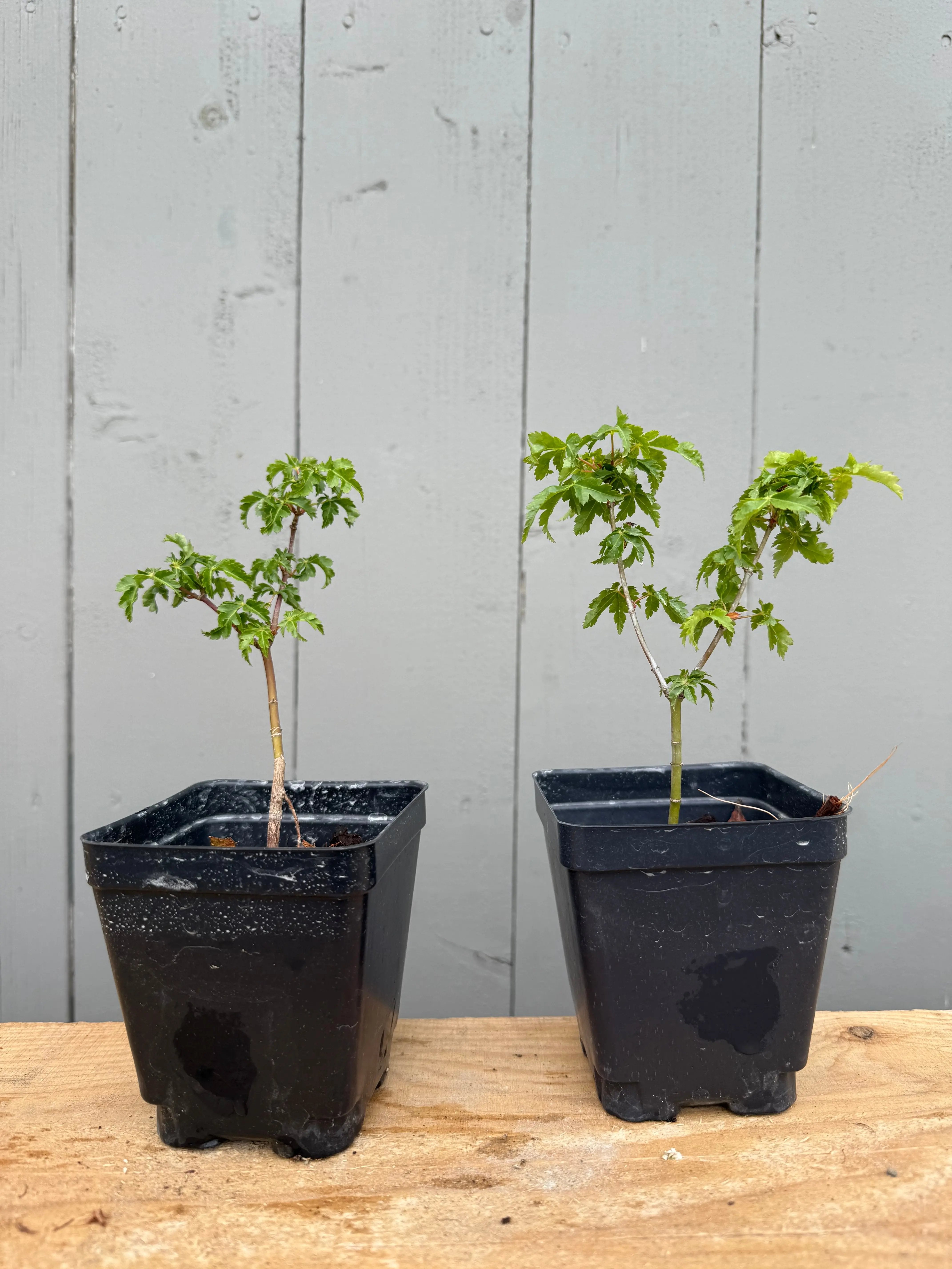 Acer palmatum 'Shishigashira' Canada Bonsai