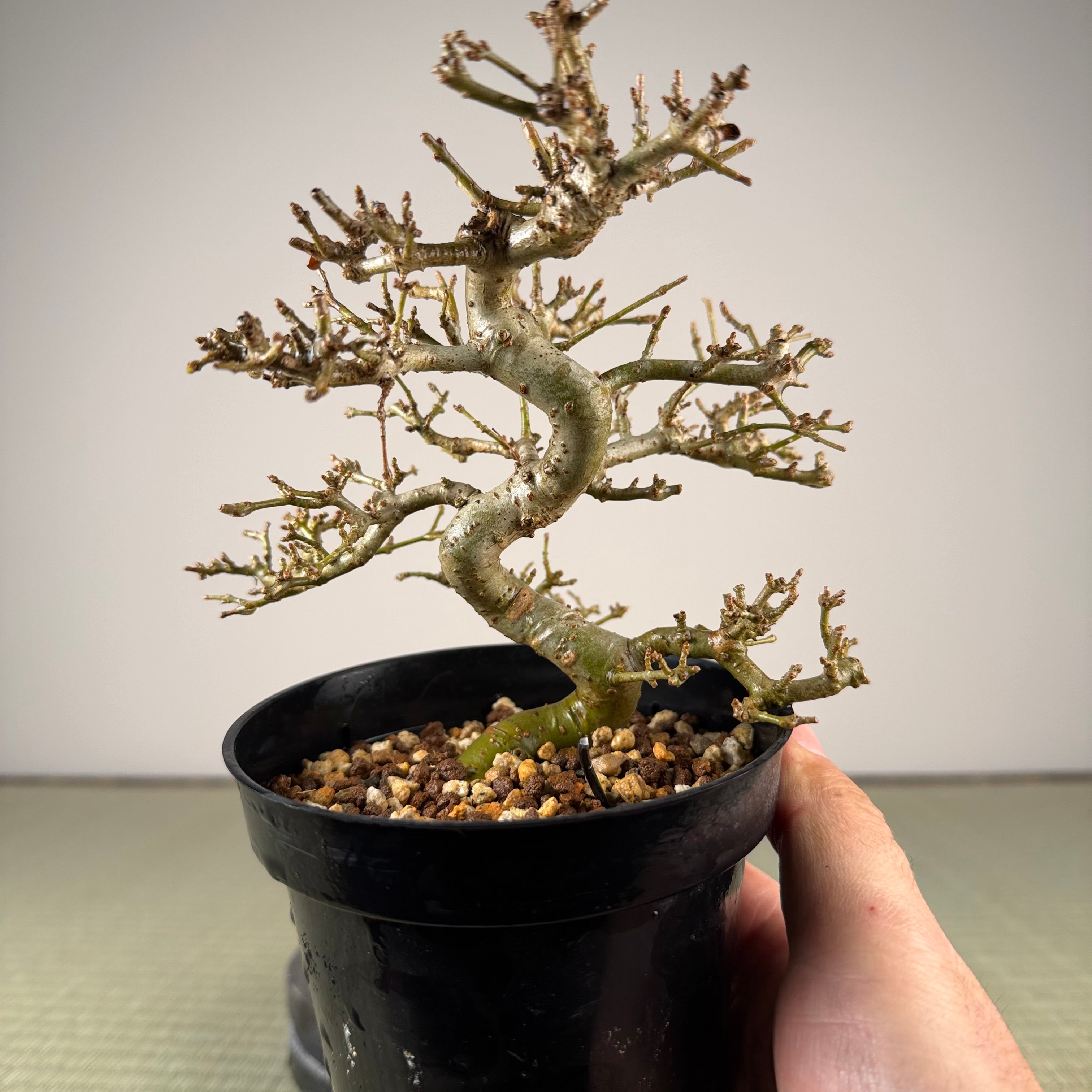 Ligustrum Arakawa *Voir note*