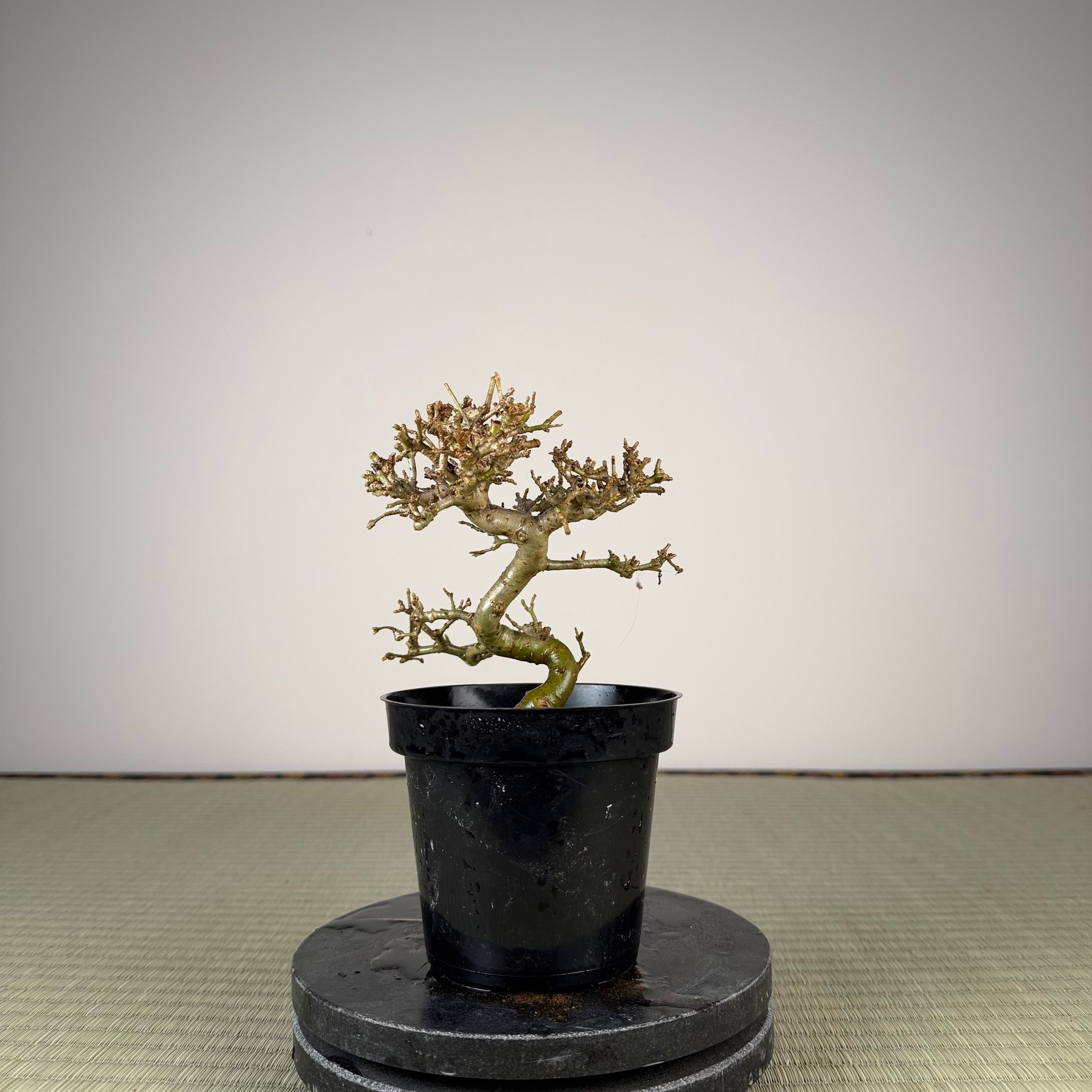 Ligustrum Arakawa *Voir note*