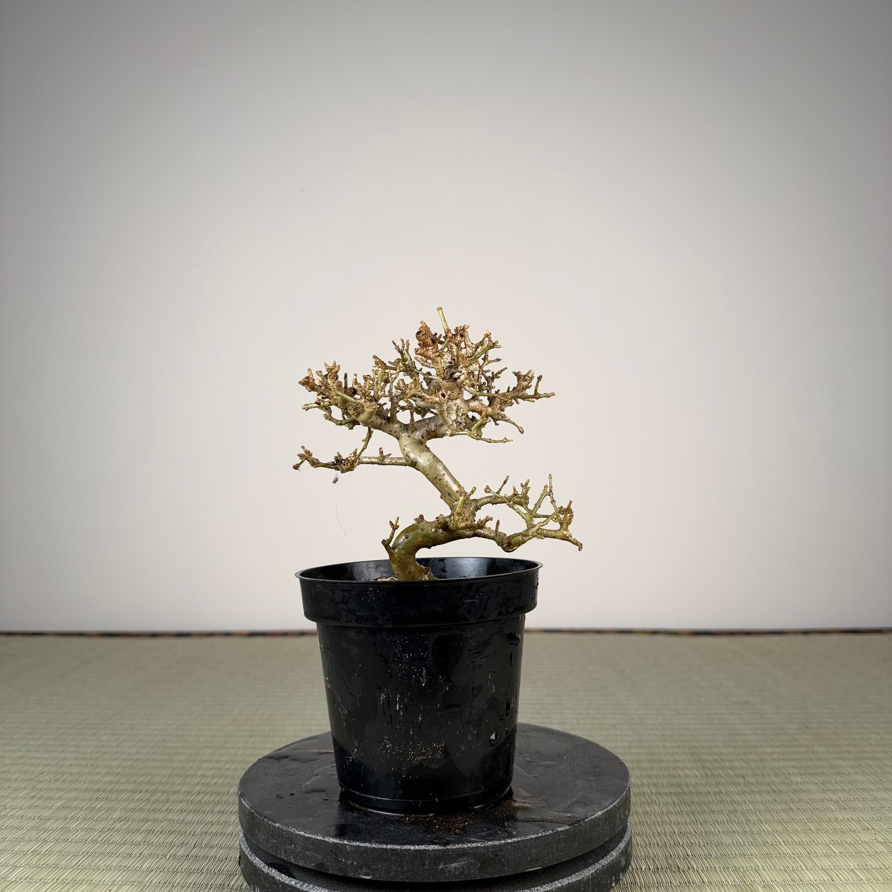 Ligustrum Arakawa *Voir note*