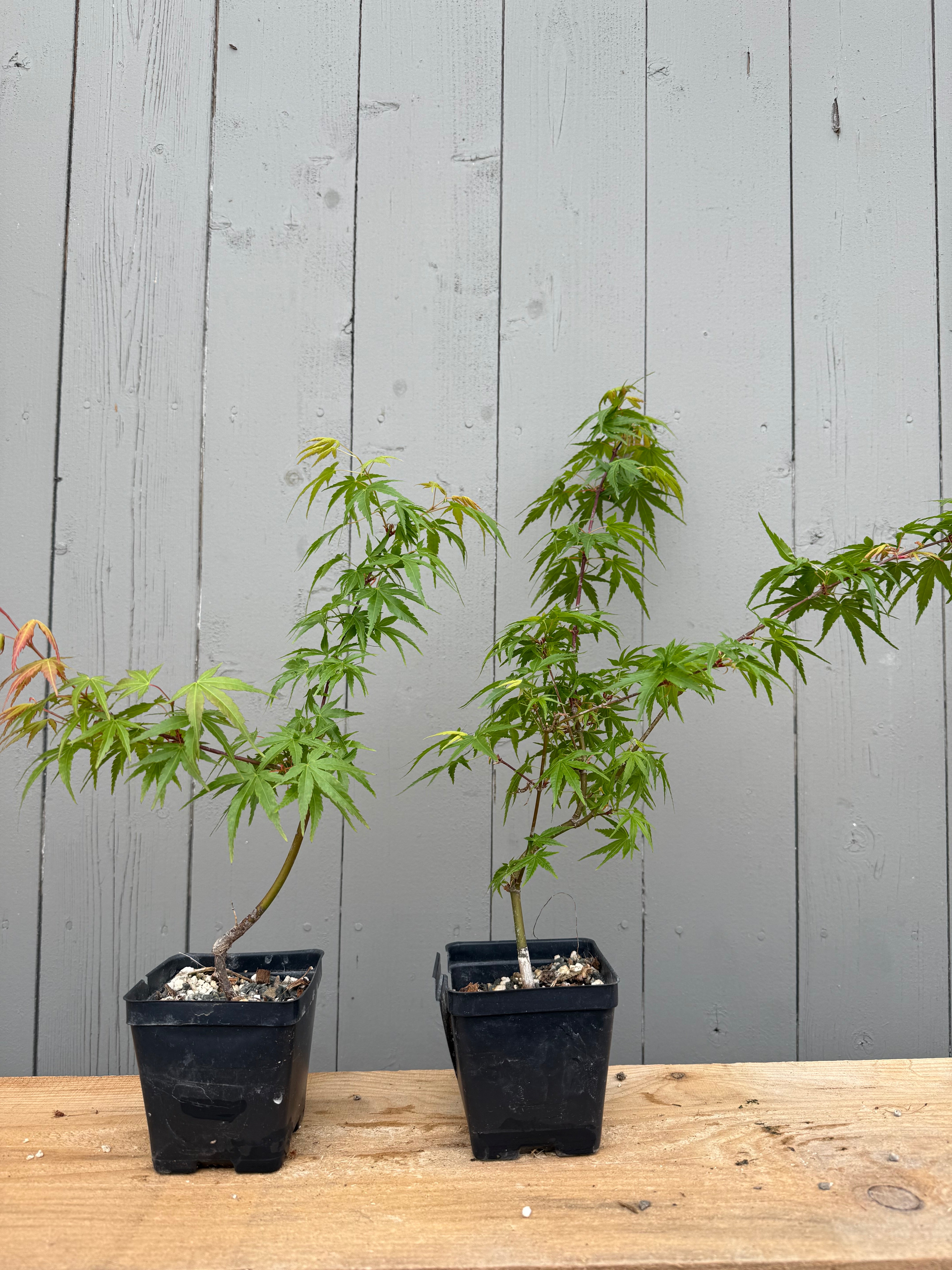 Acer palmatum 'Chishio Improved'