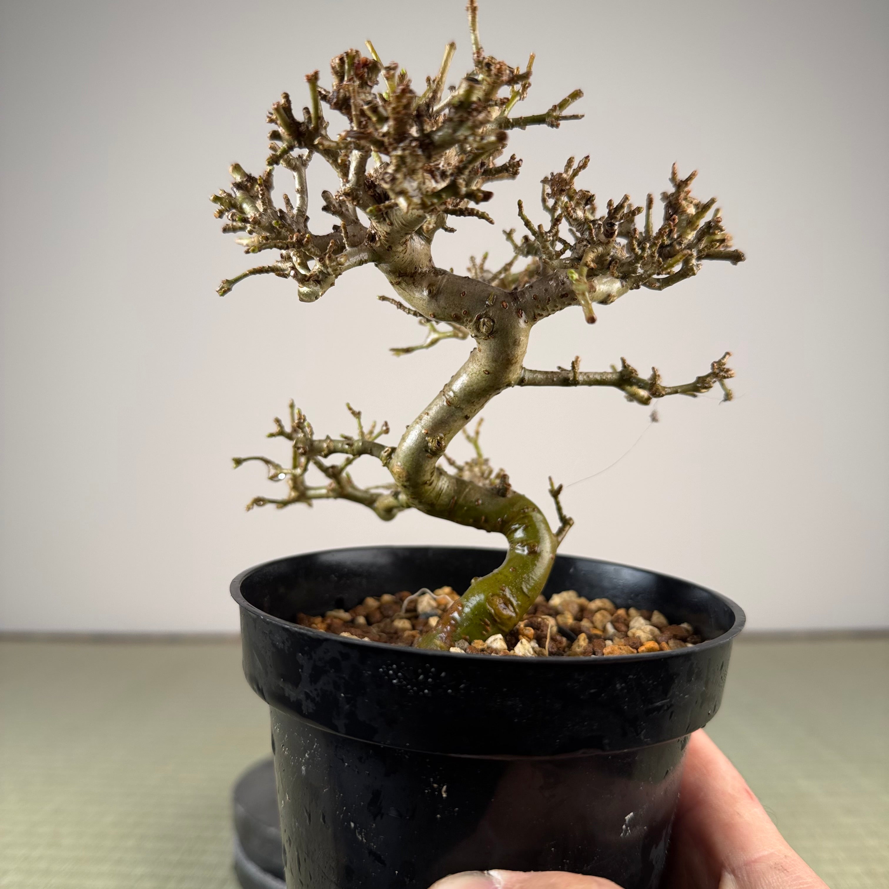 Ligustrum Arakawa *Voir note*