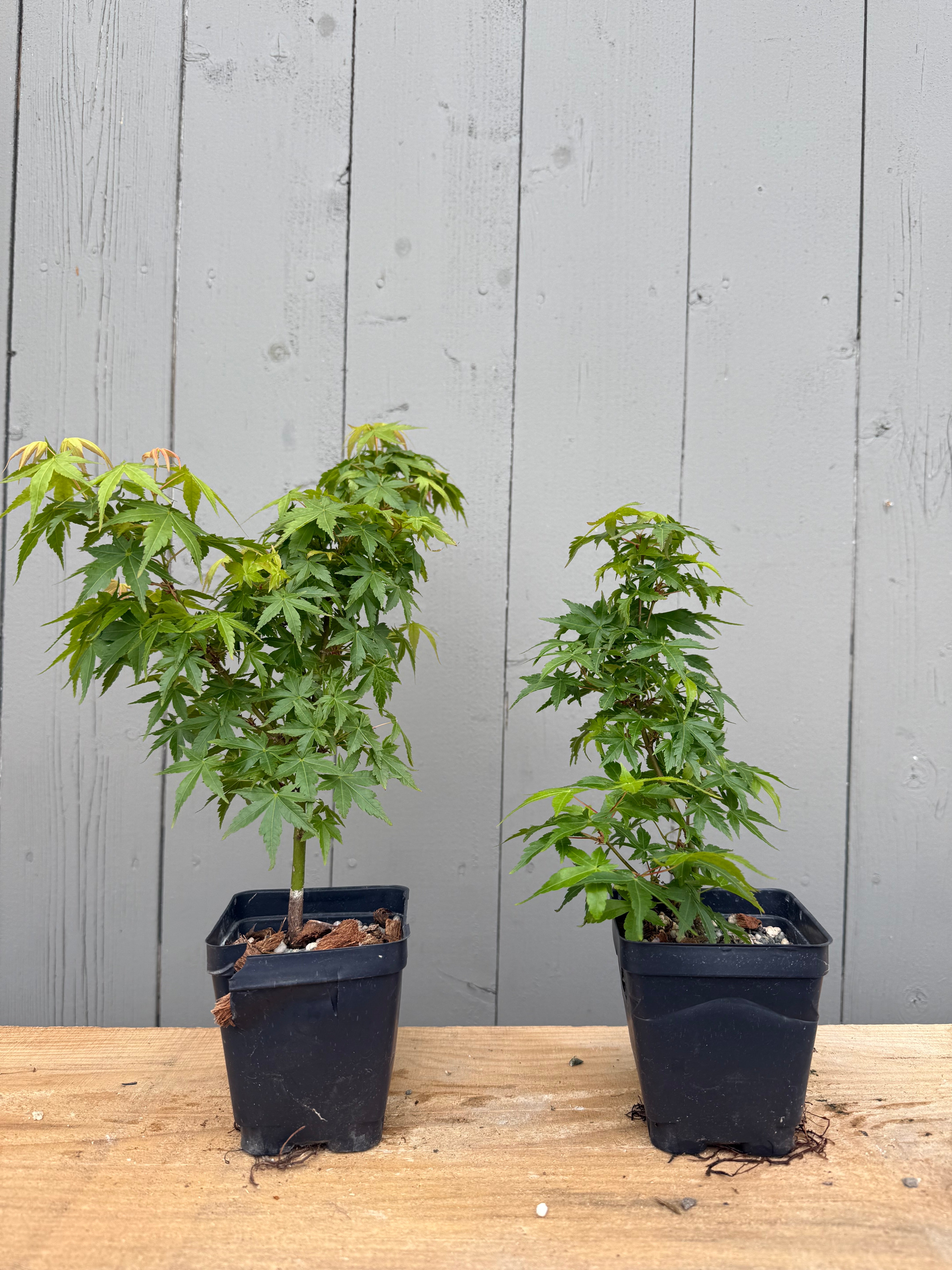 Acer palmatum 'Kashima'