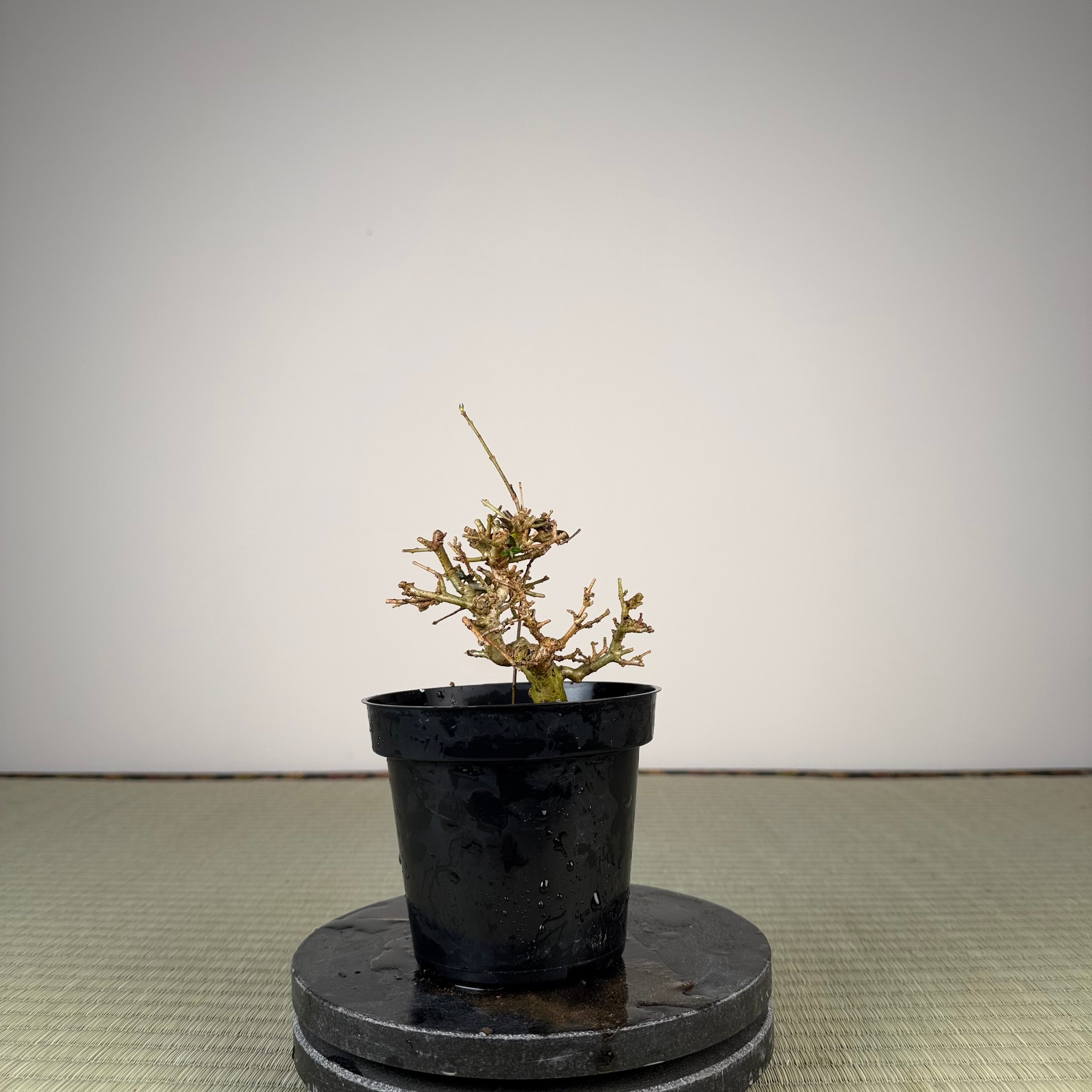 Ligustrum Arakawa *Voir note*