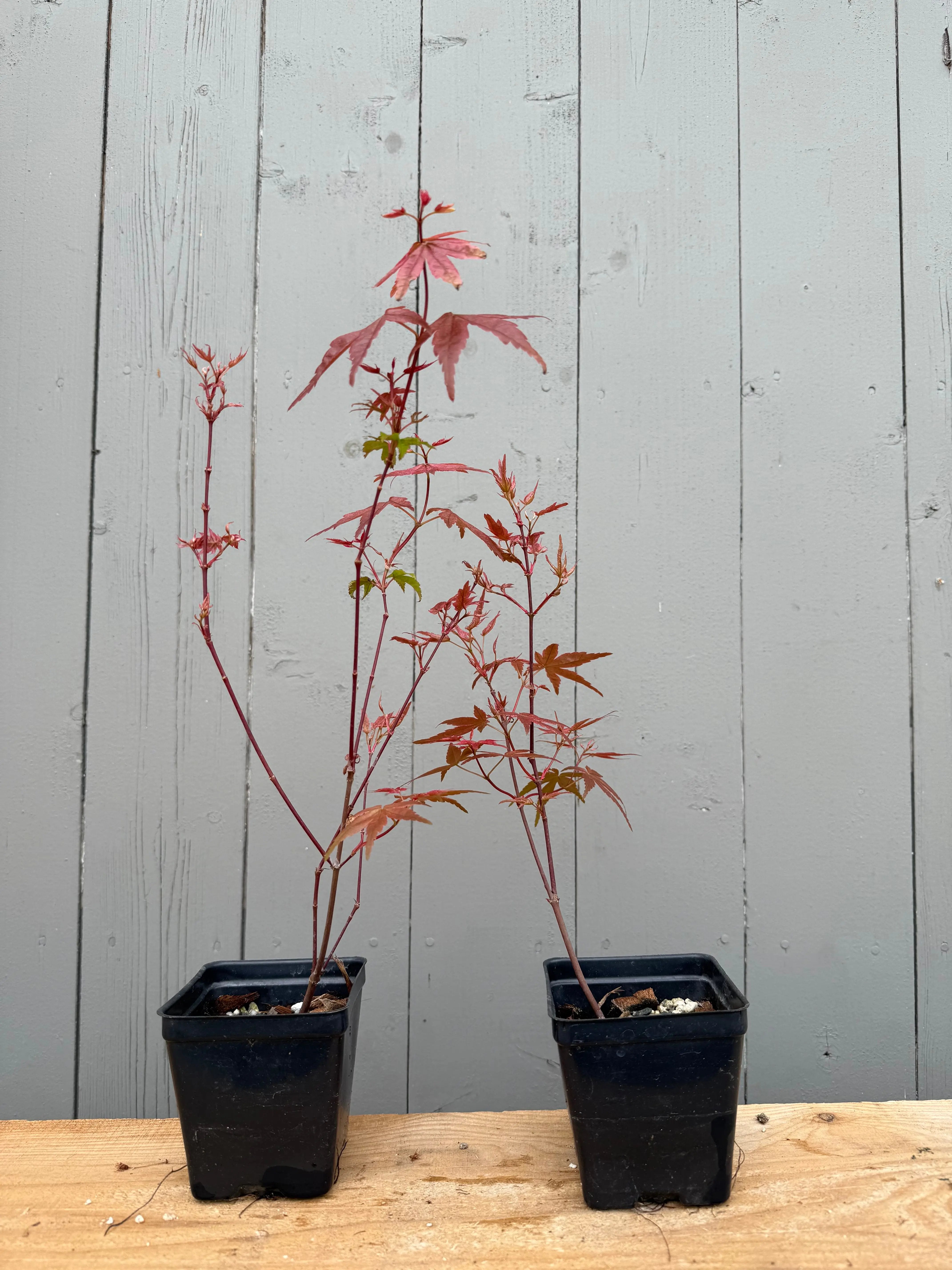 Acer palmatum 'Deshojo' (whips)