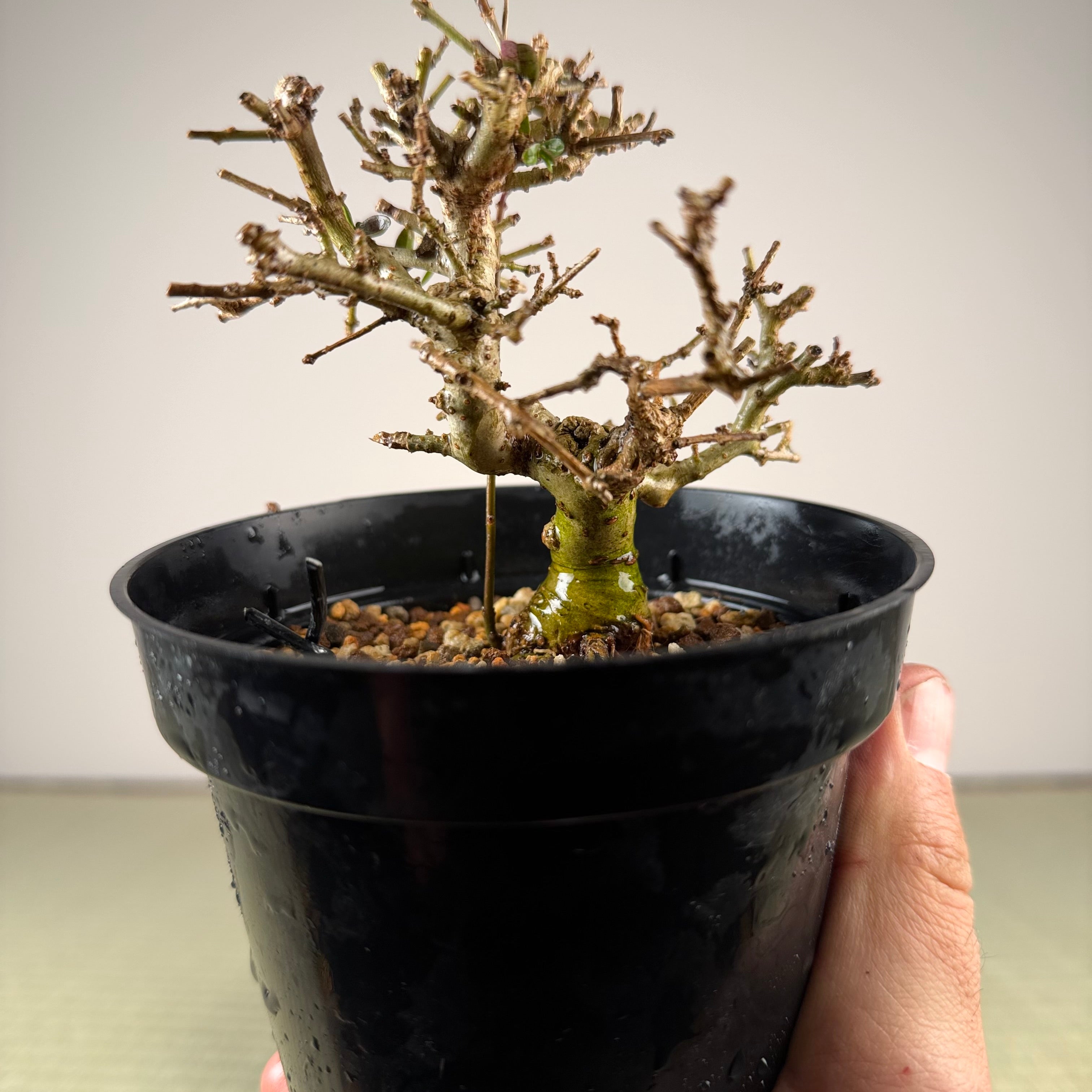 Ligustrum Arakawa *Voir note*