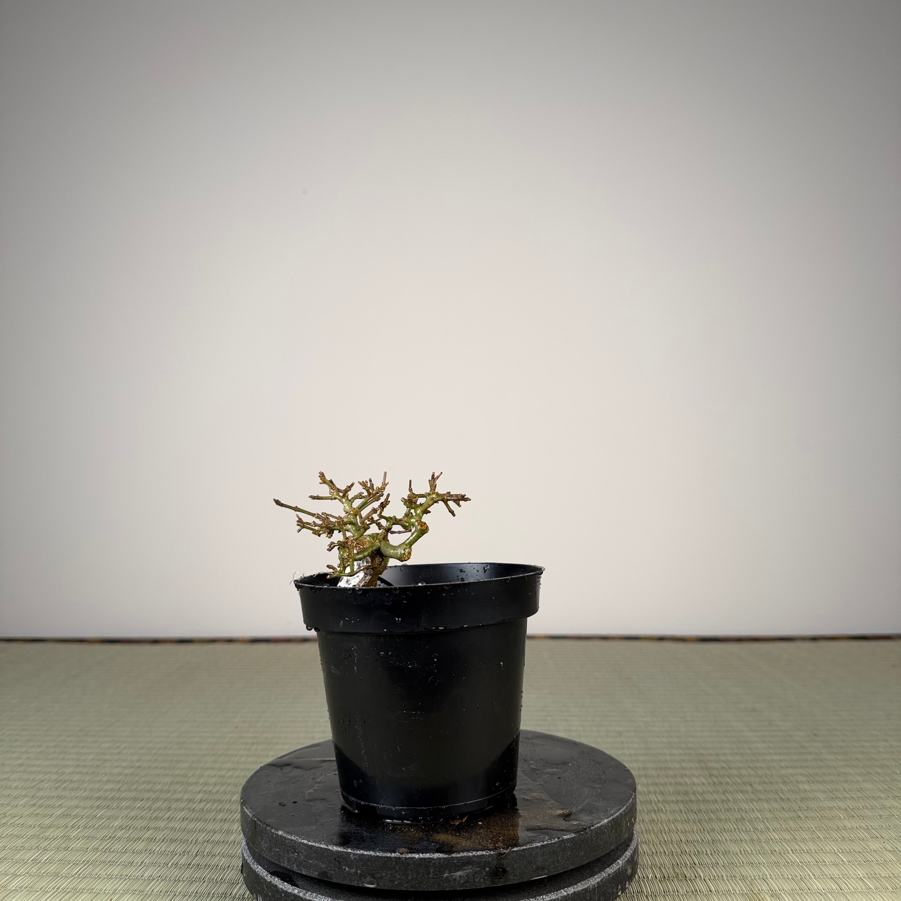 Ligustrum Arakawa *Voir note*