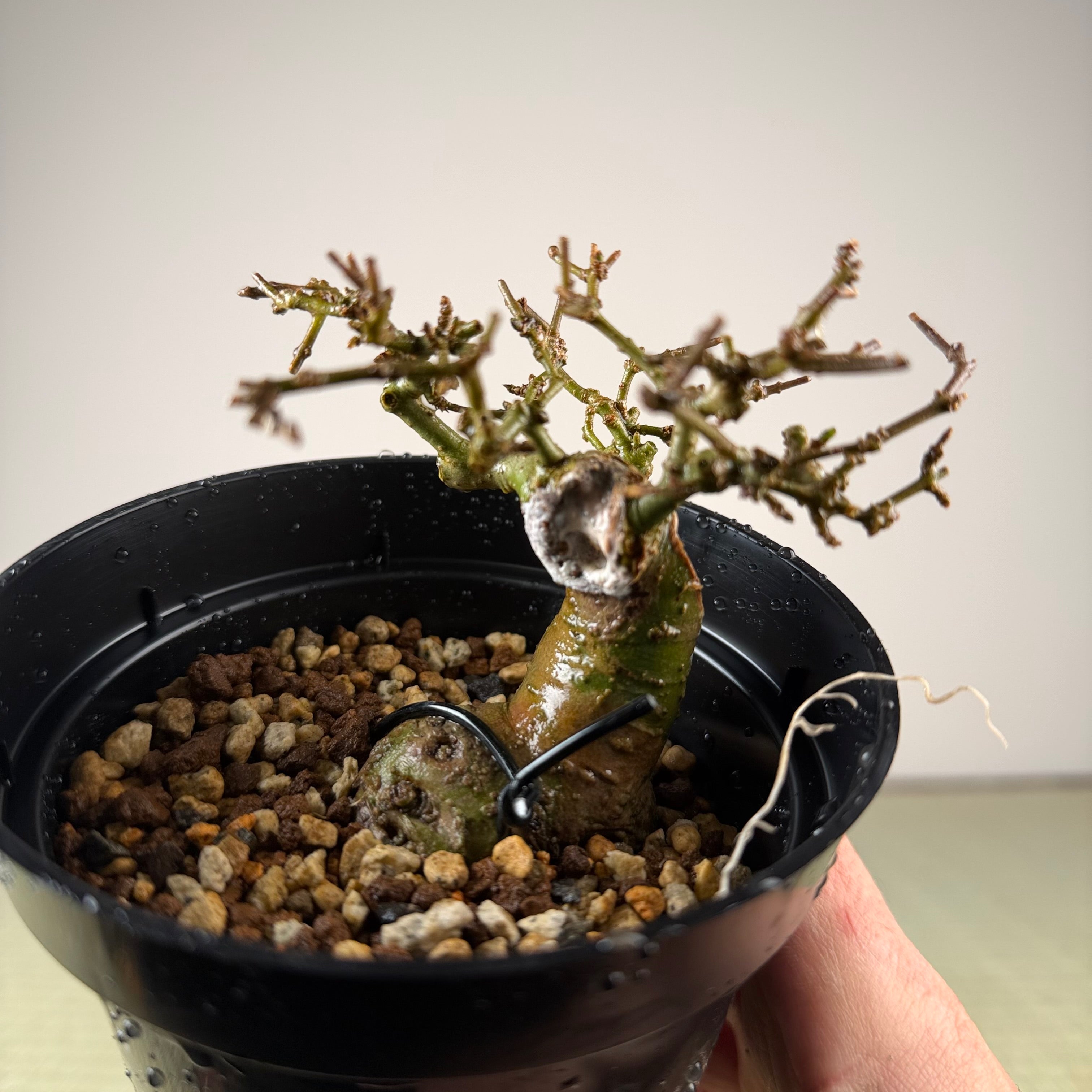 Ligustrum Arakawa *Voir note*