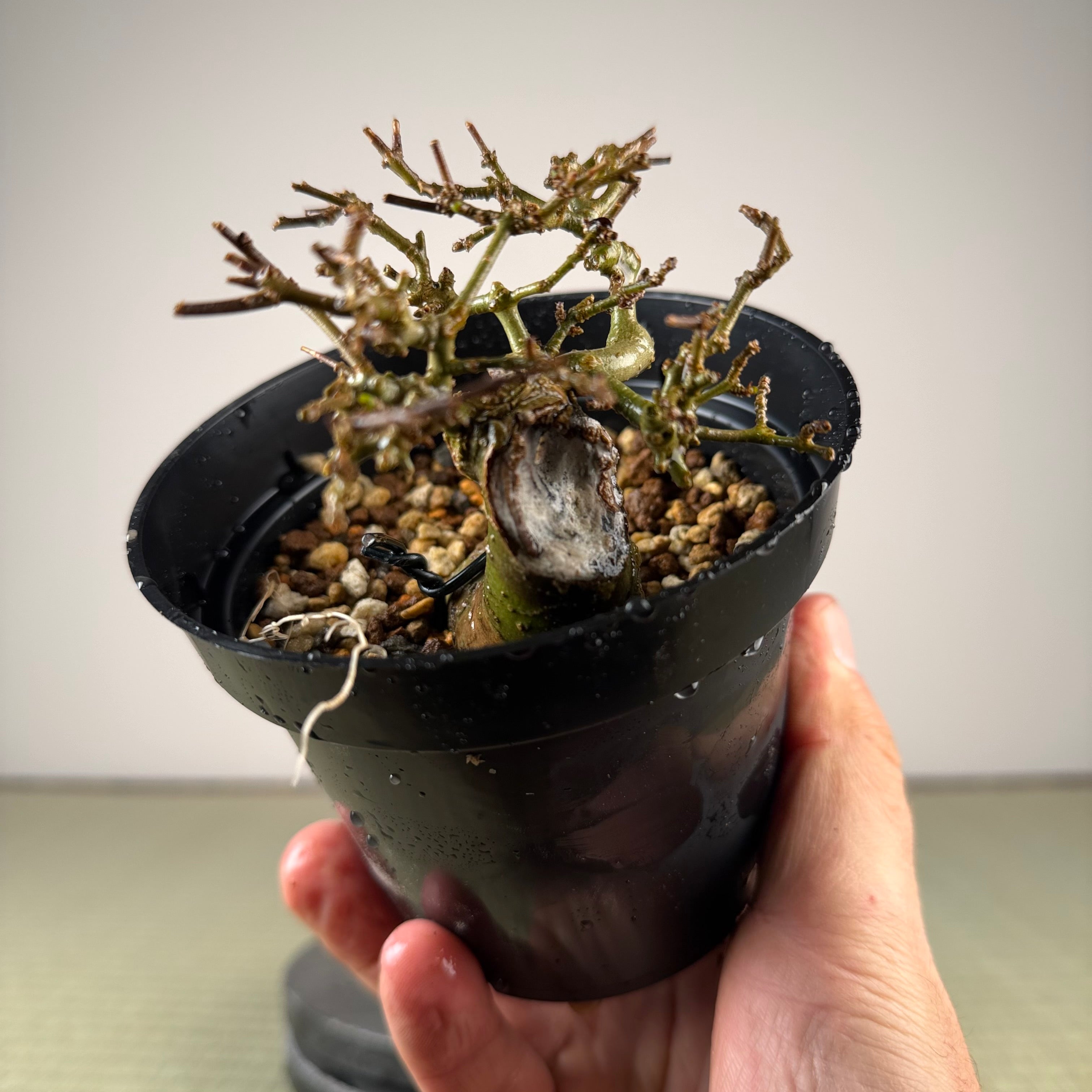 Ligustrum Arakawa *Voir note*