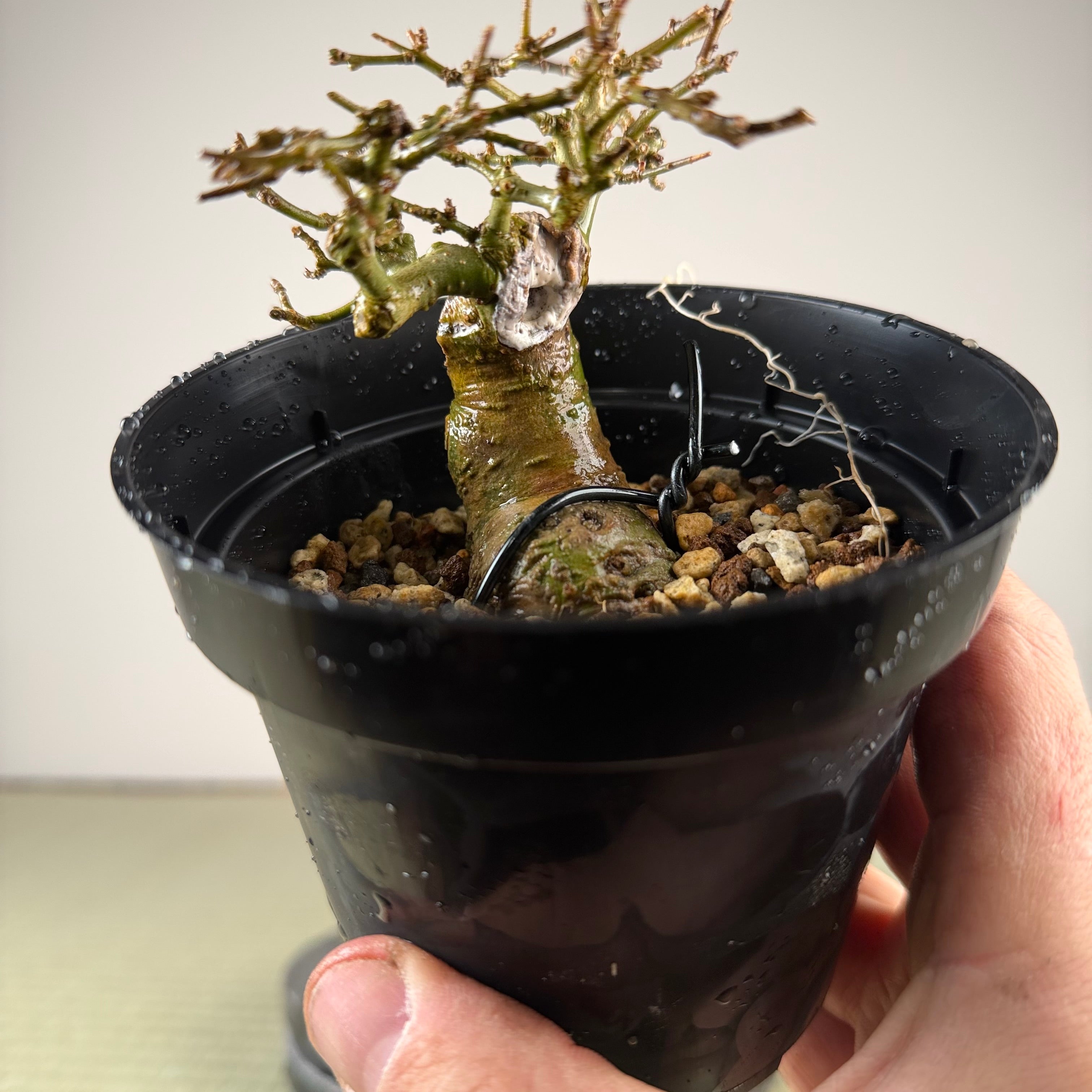 Ligustrum Arakawa *Voir note*