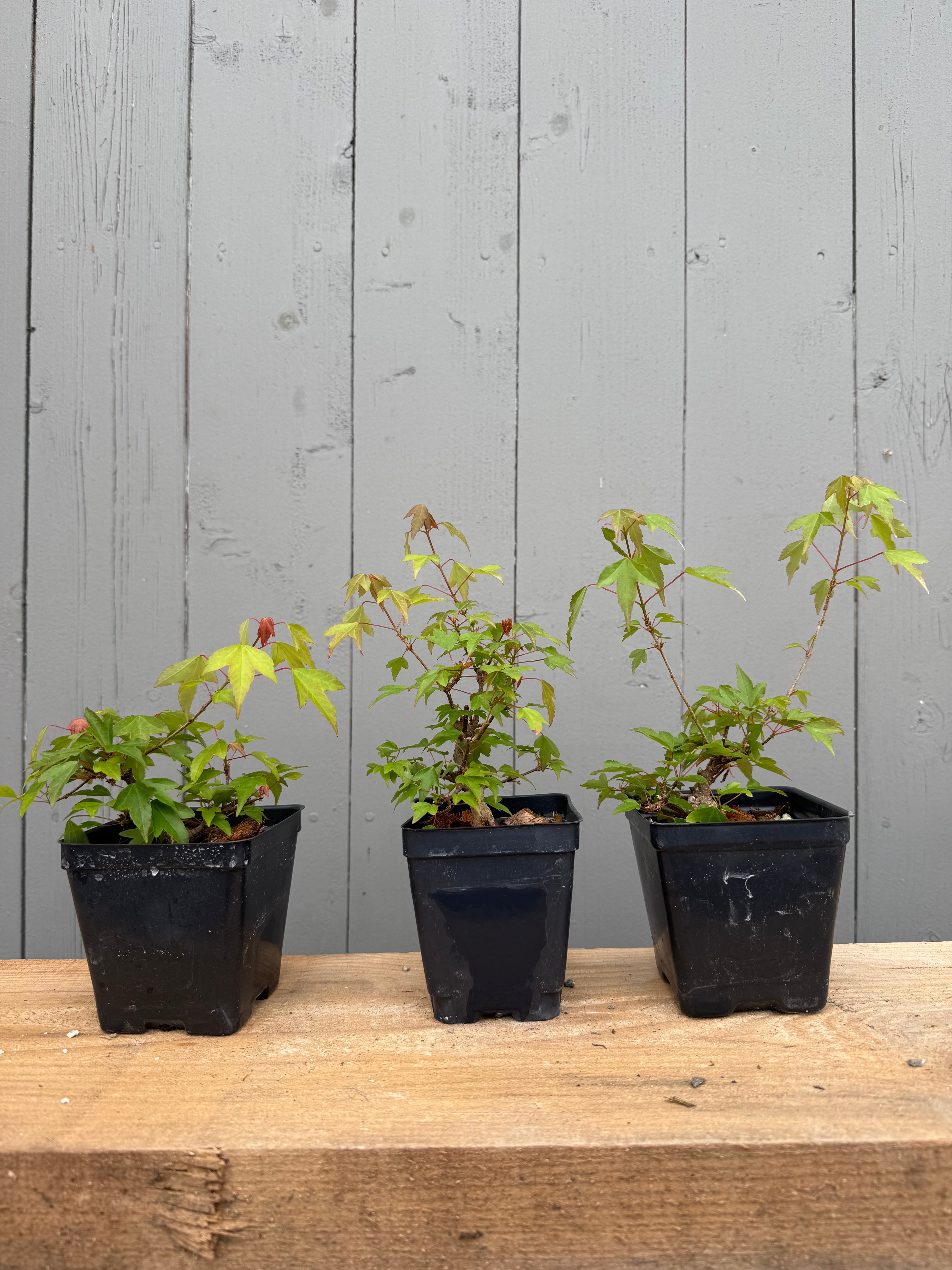 Acer buergerianum (small leaf strain)