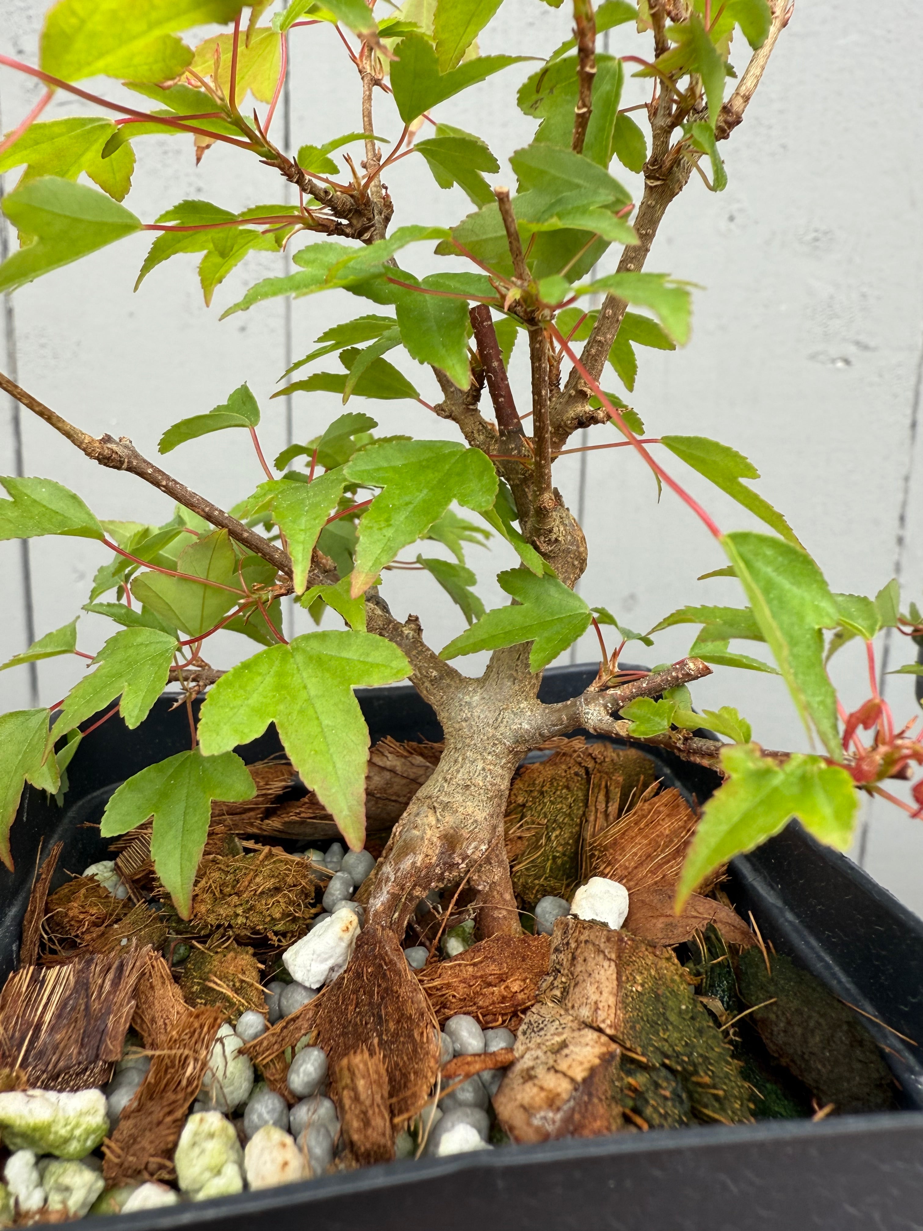 Acer buergerianum (small leaf strain)