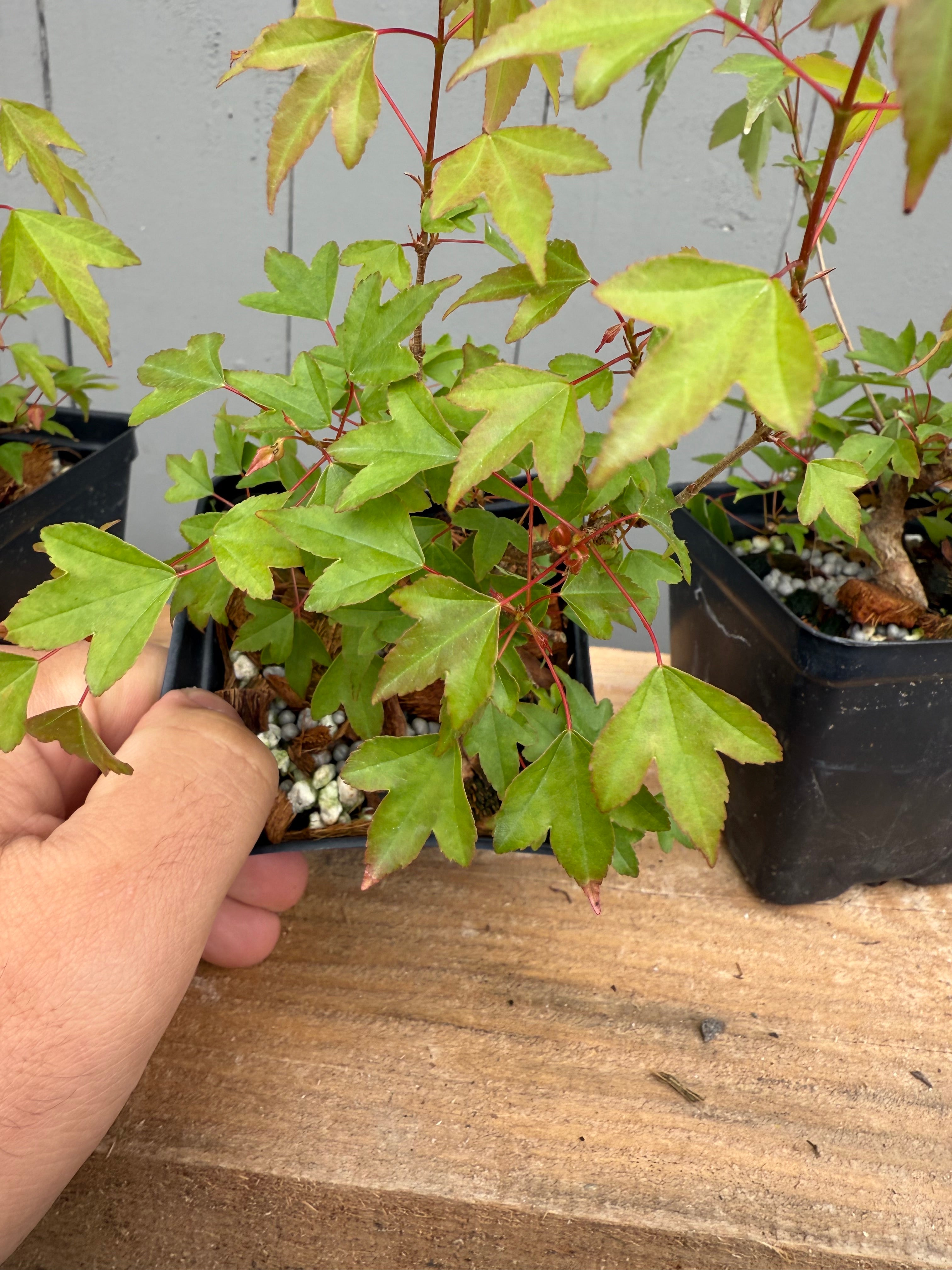 Acer buergerianum (small leaf strain)
