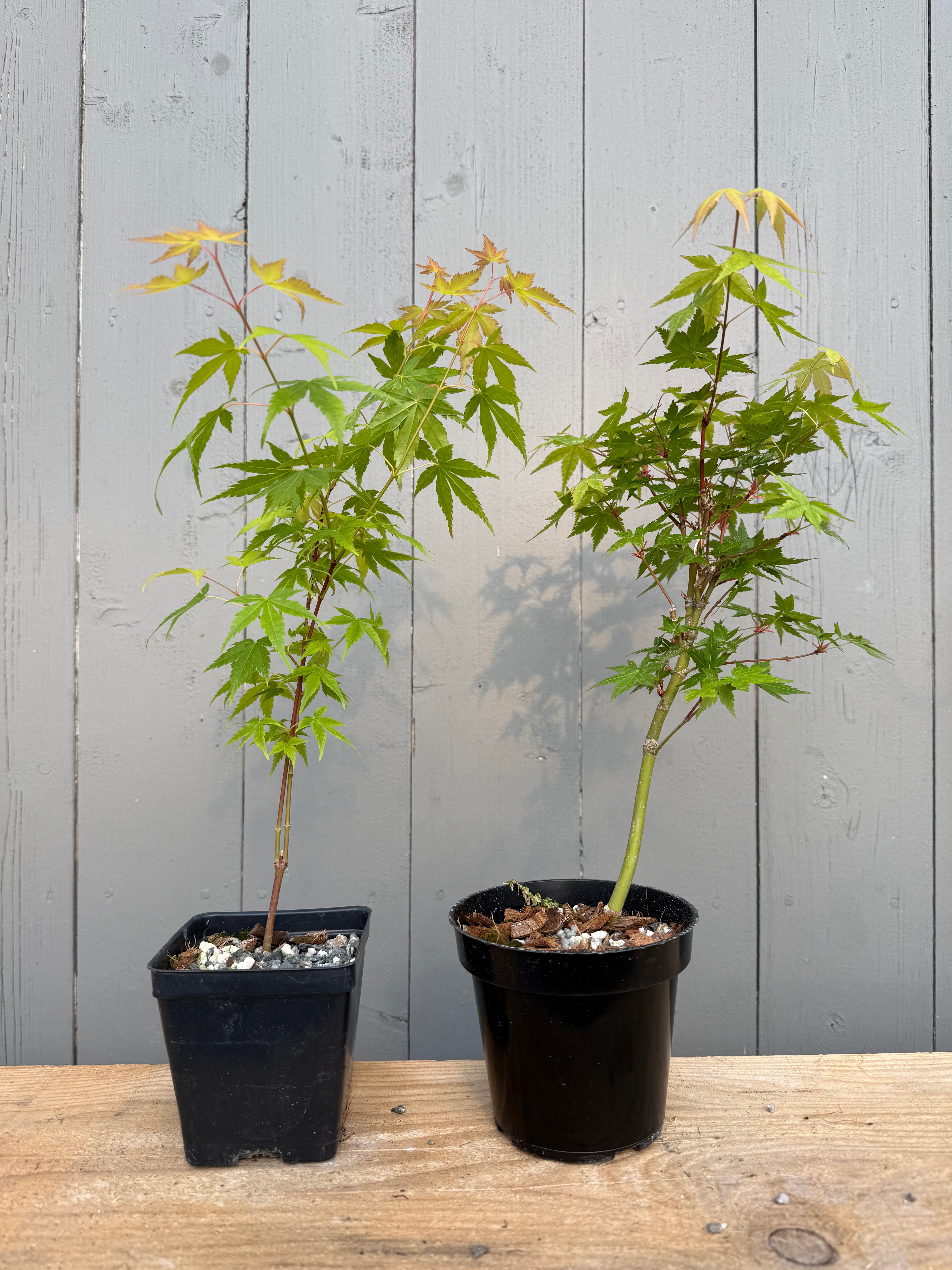 Acer palmatum 'Katsura' (cuttings)