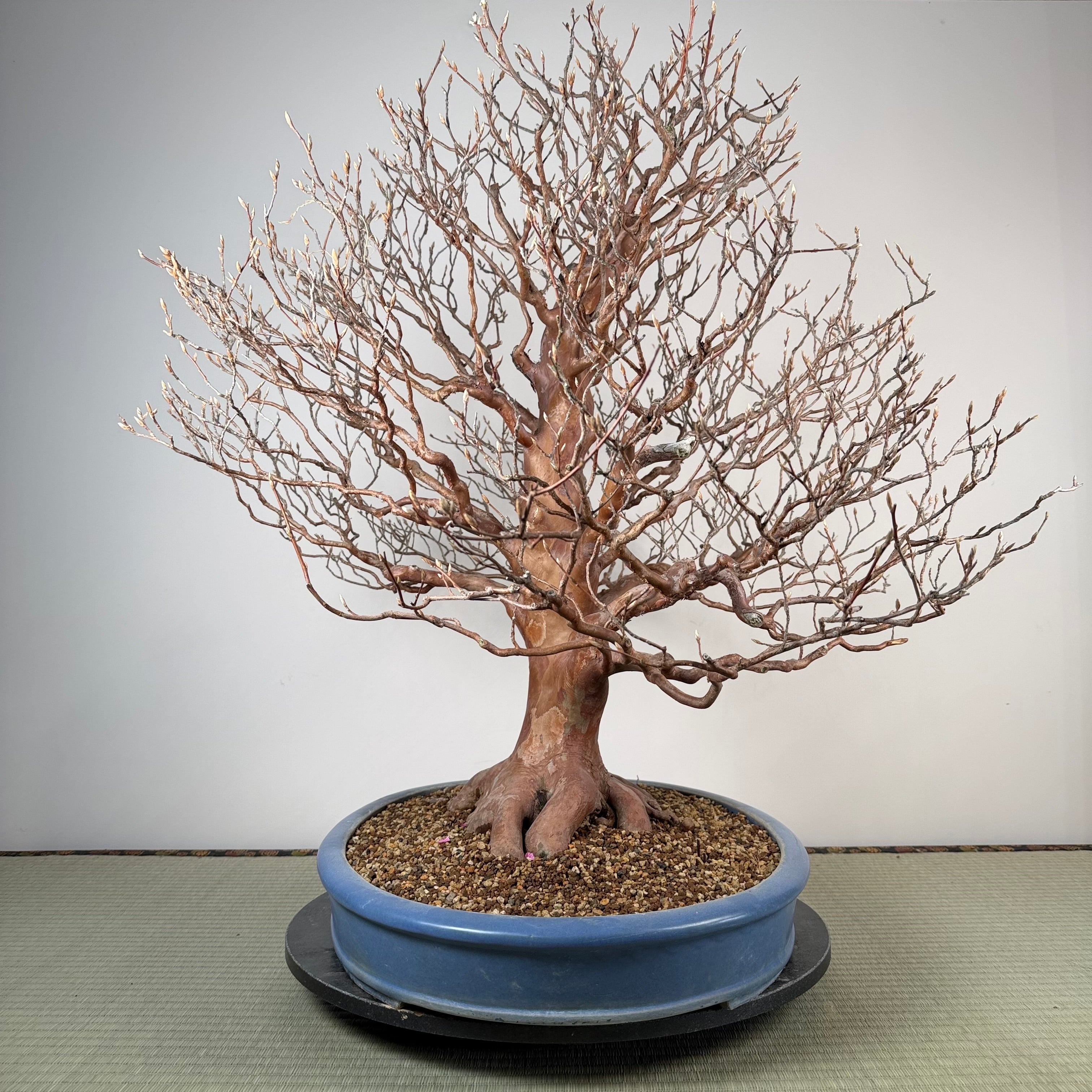 Stewartia monadelpha