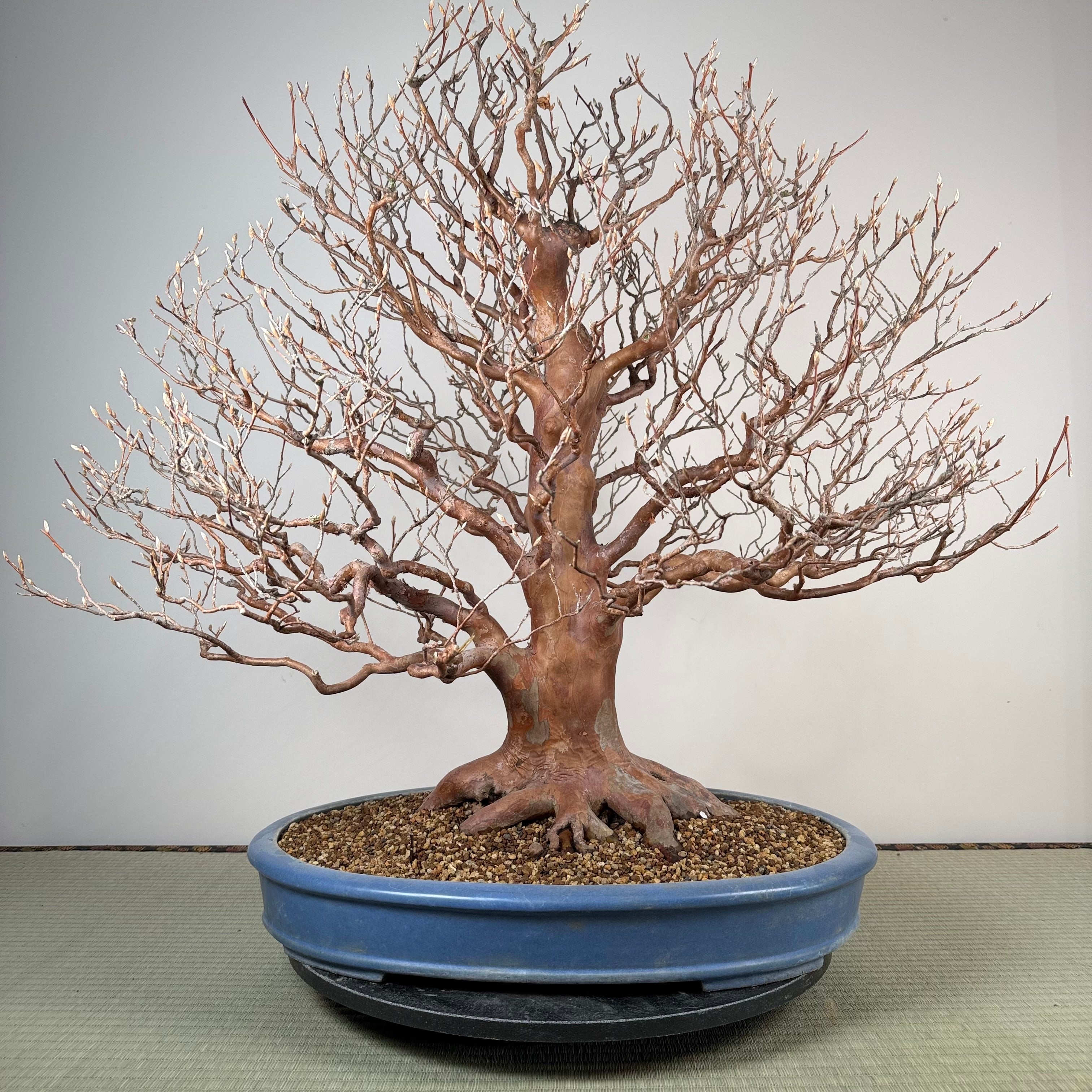 Stewartia monadelpha