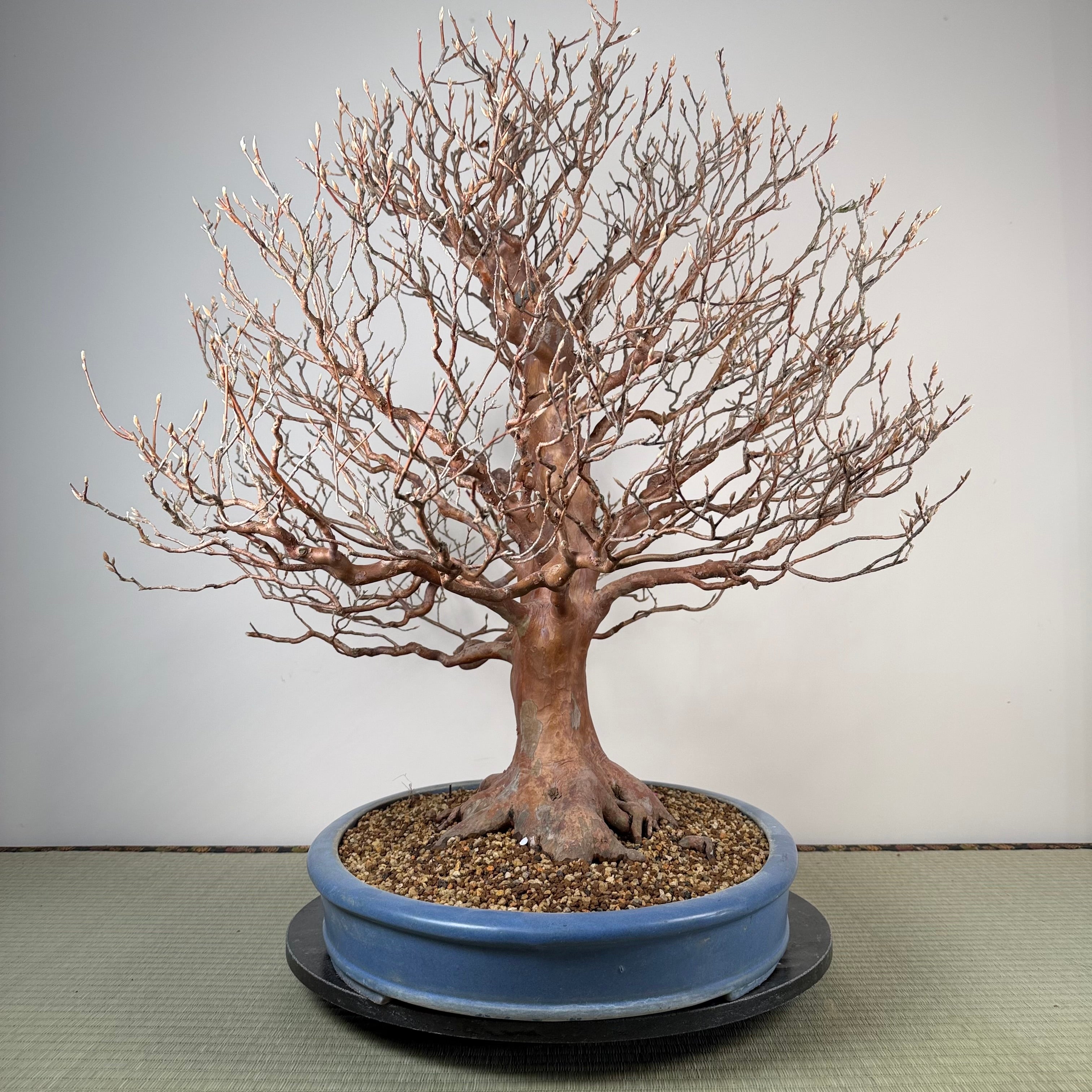 Stewartia monadelpha