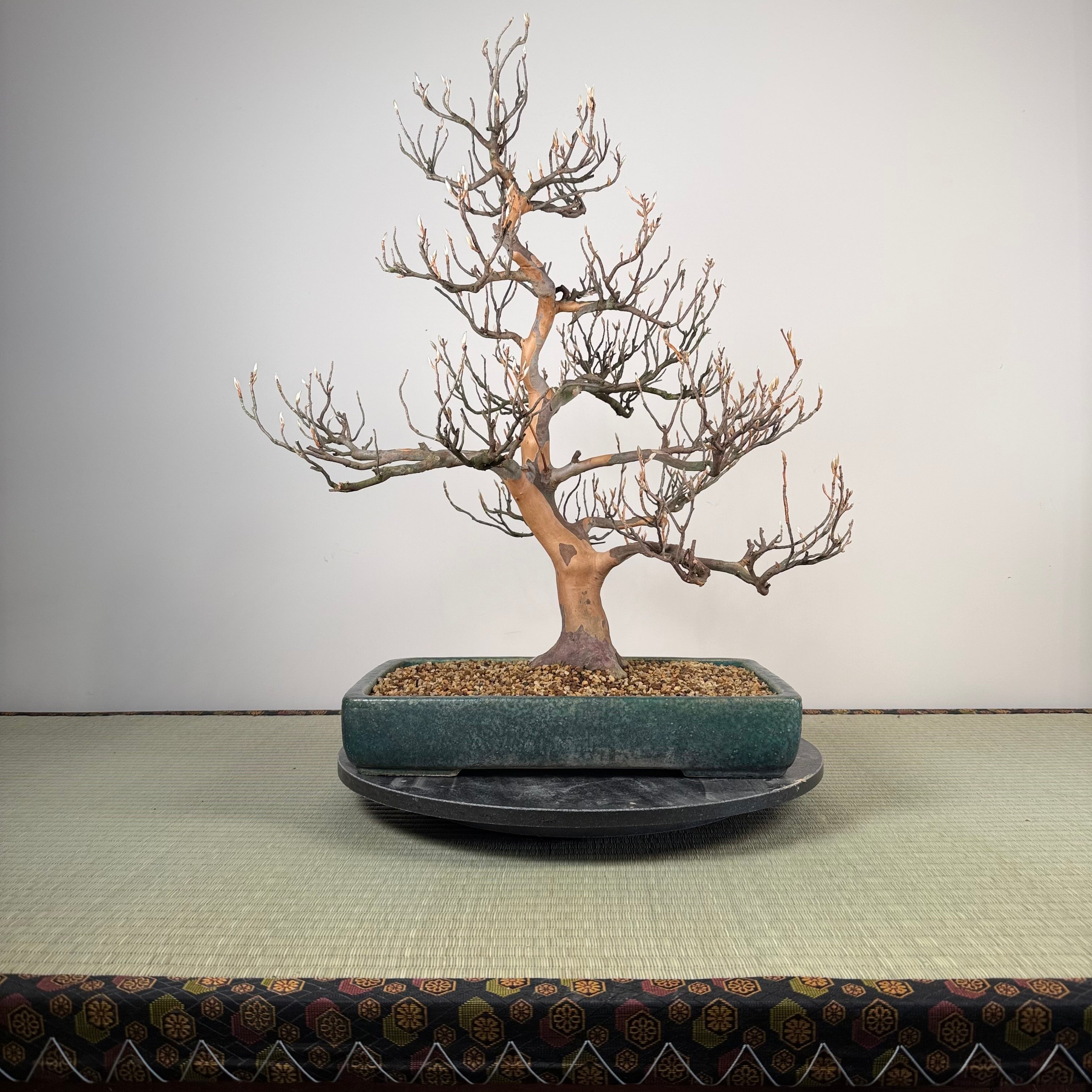 Stewartia pseudocamellia