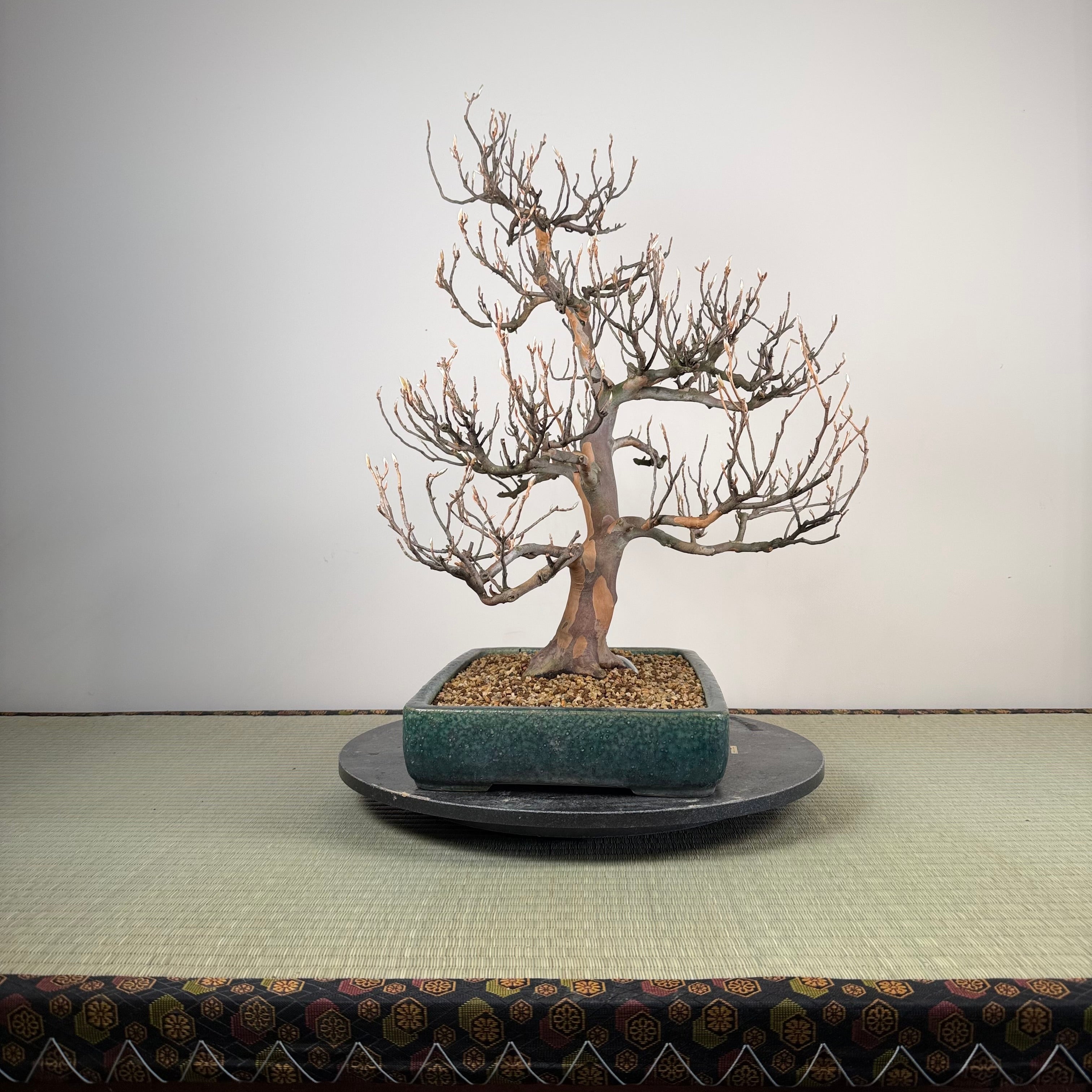 Stewartia pseudocamellia