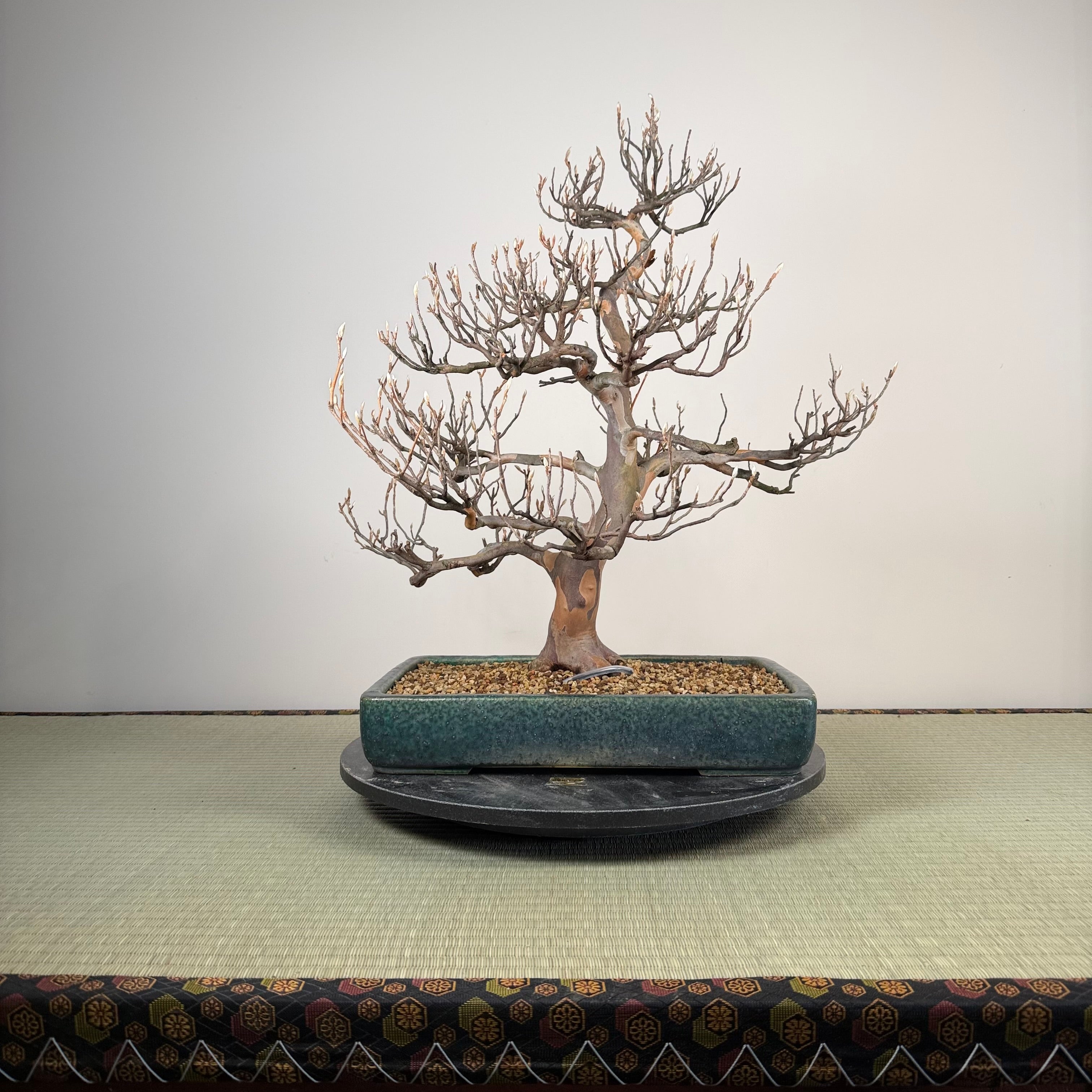 Stewartia pseudocamellia