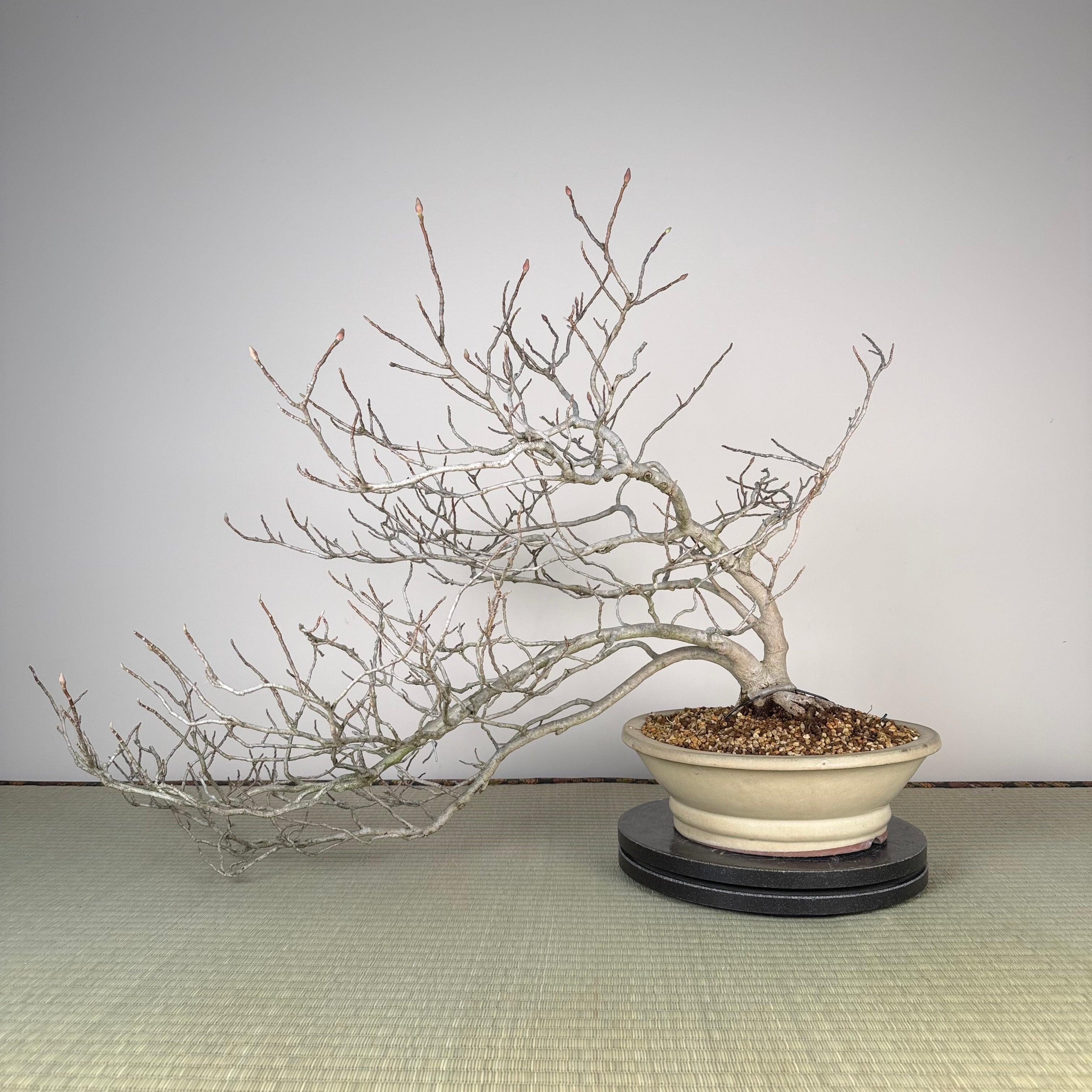 Magnolia (violet)