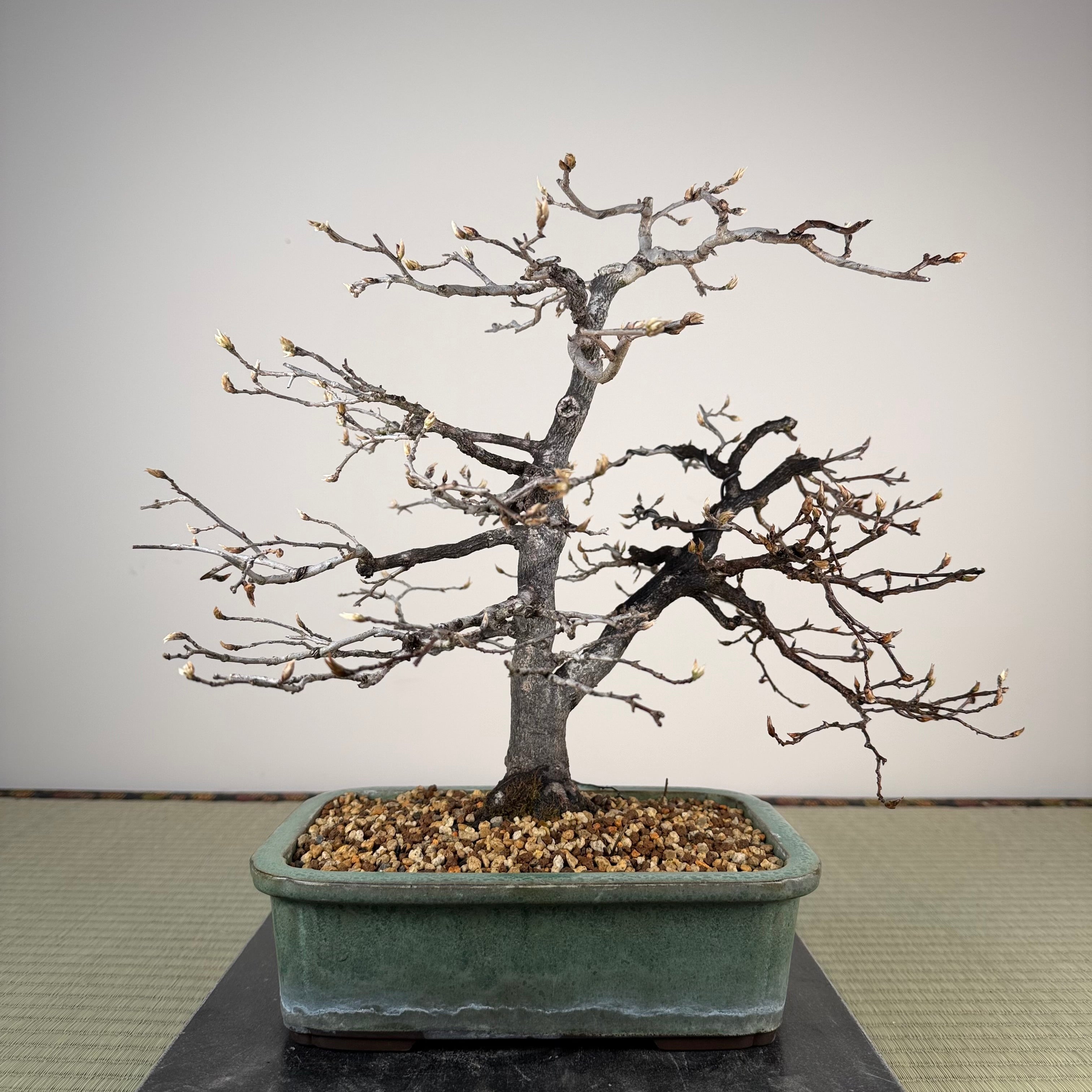 Diospyros rhombifolia