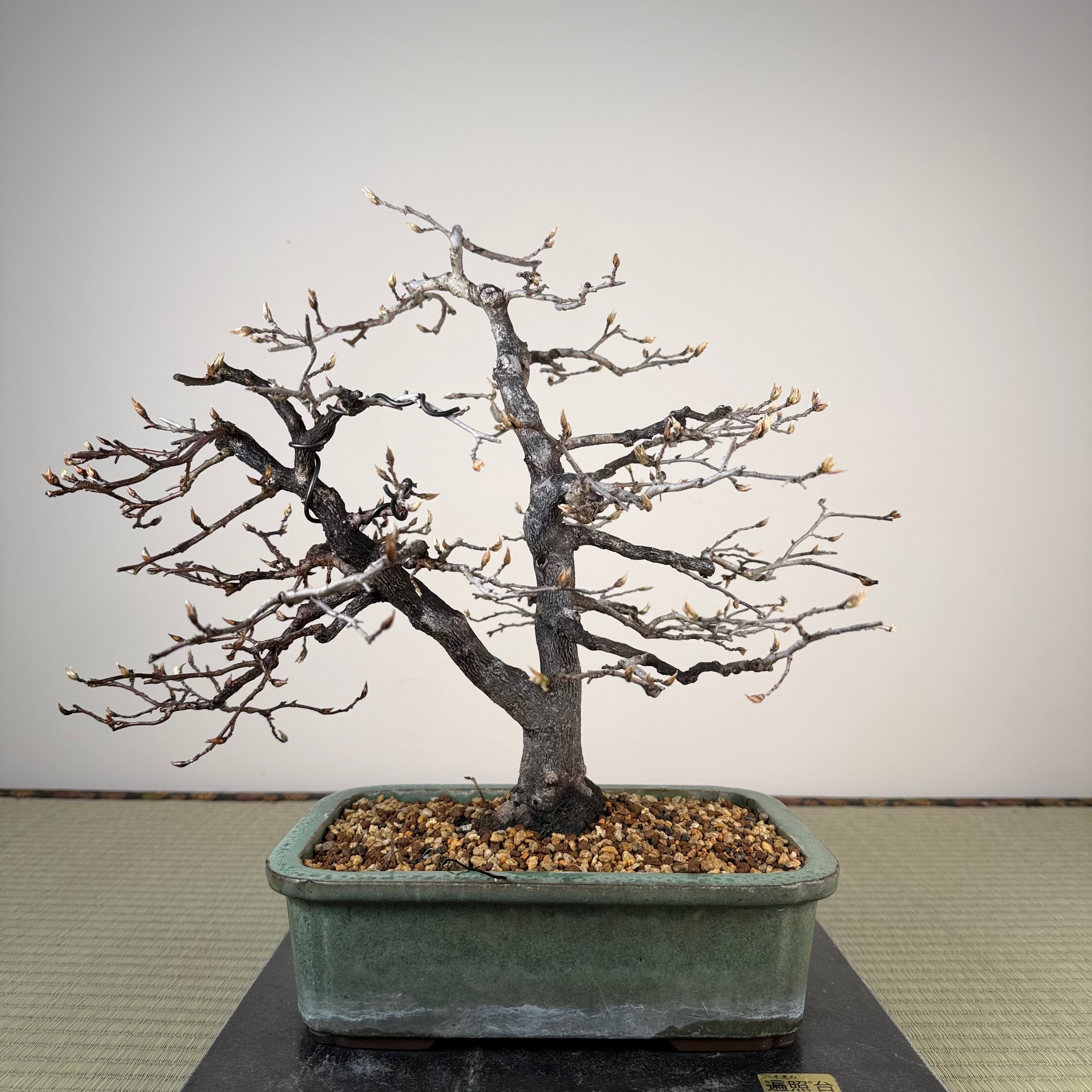 Diospyros rhombifolia