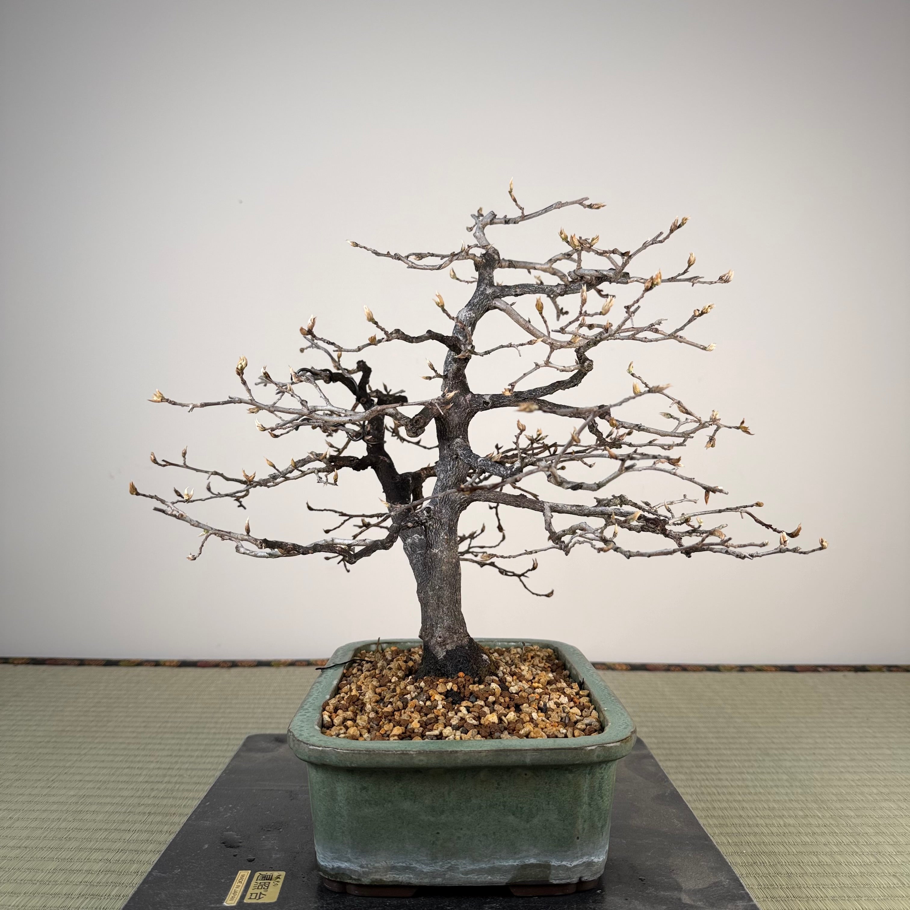 Diospyros rhombifolia