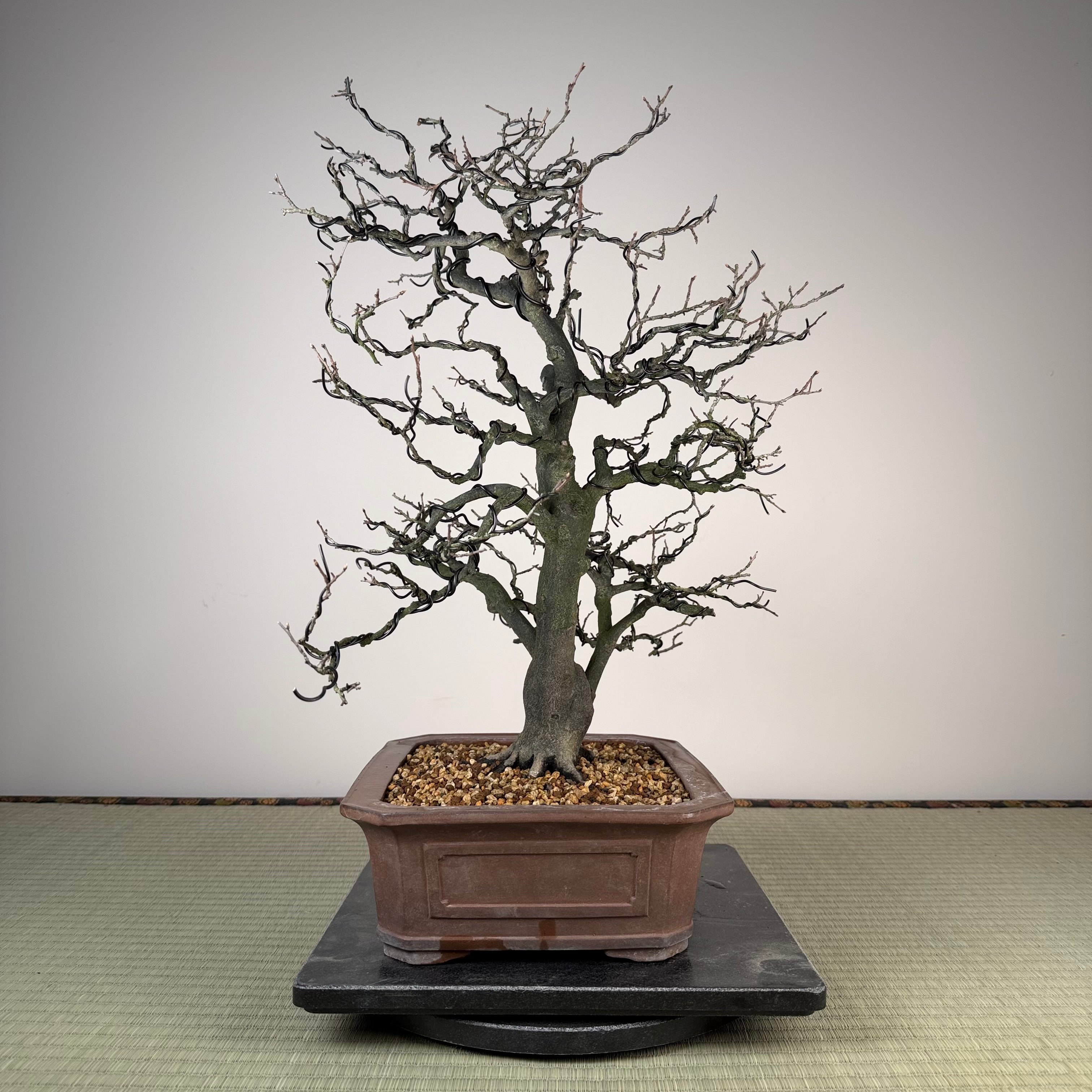 Diospyros rhombifolia 'Miyako Beni'