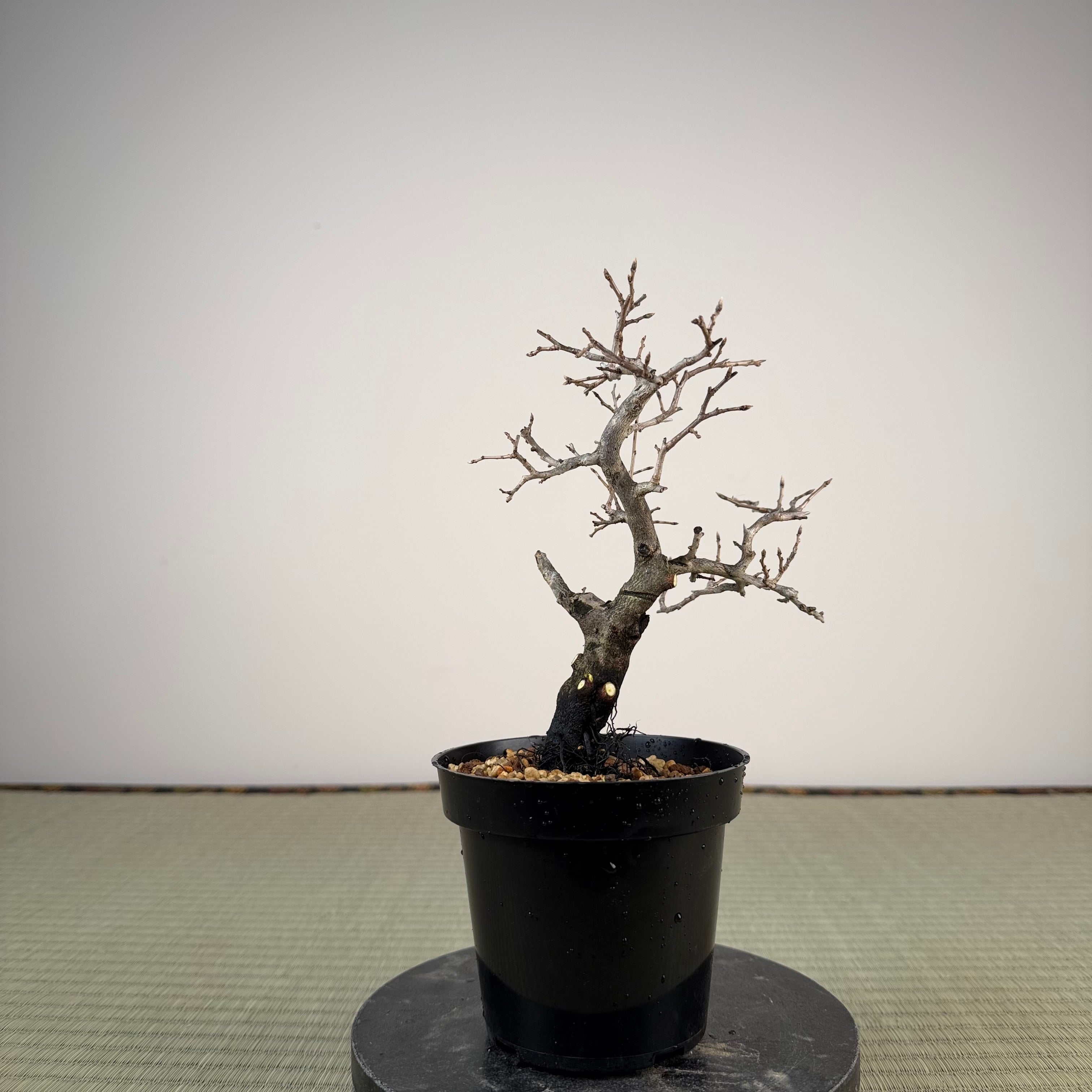 Diospyros rhombifolia (male)