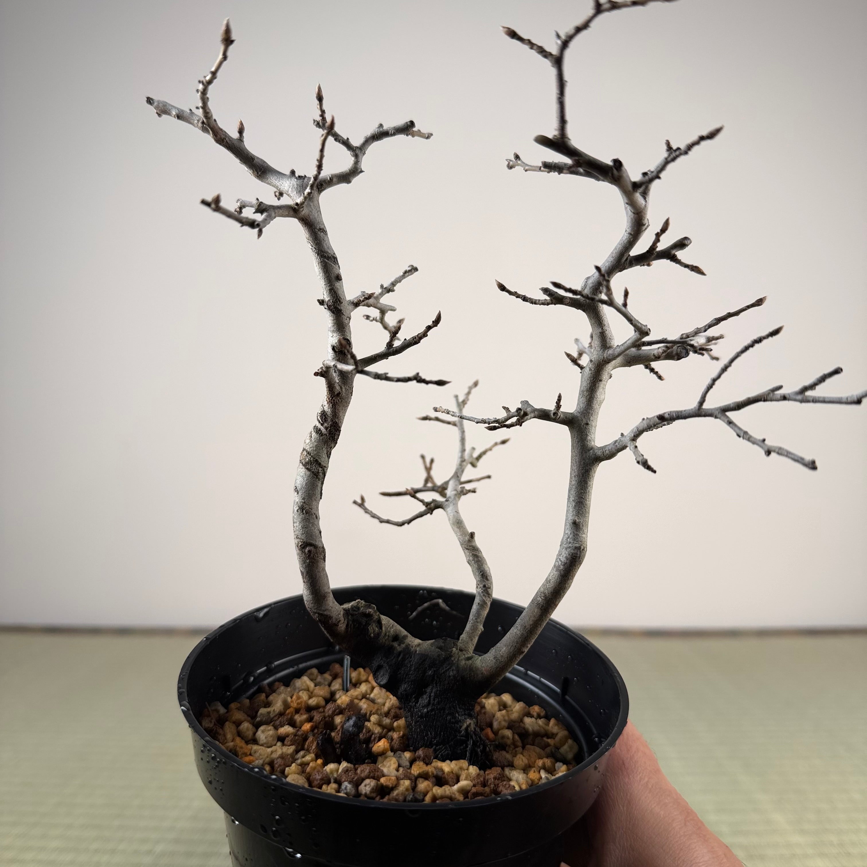 Diospyros rhombifolia (male)