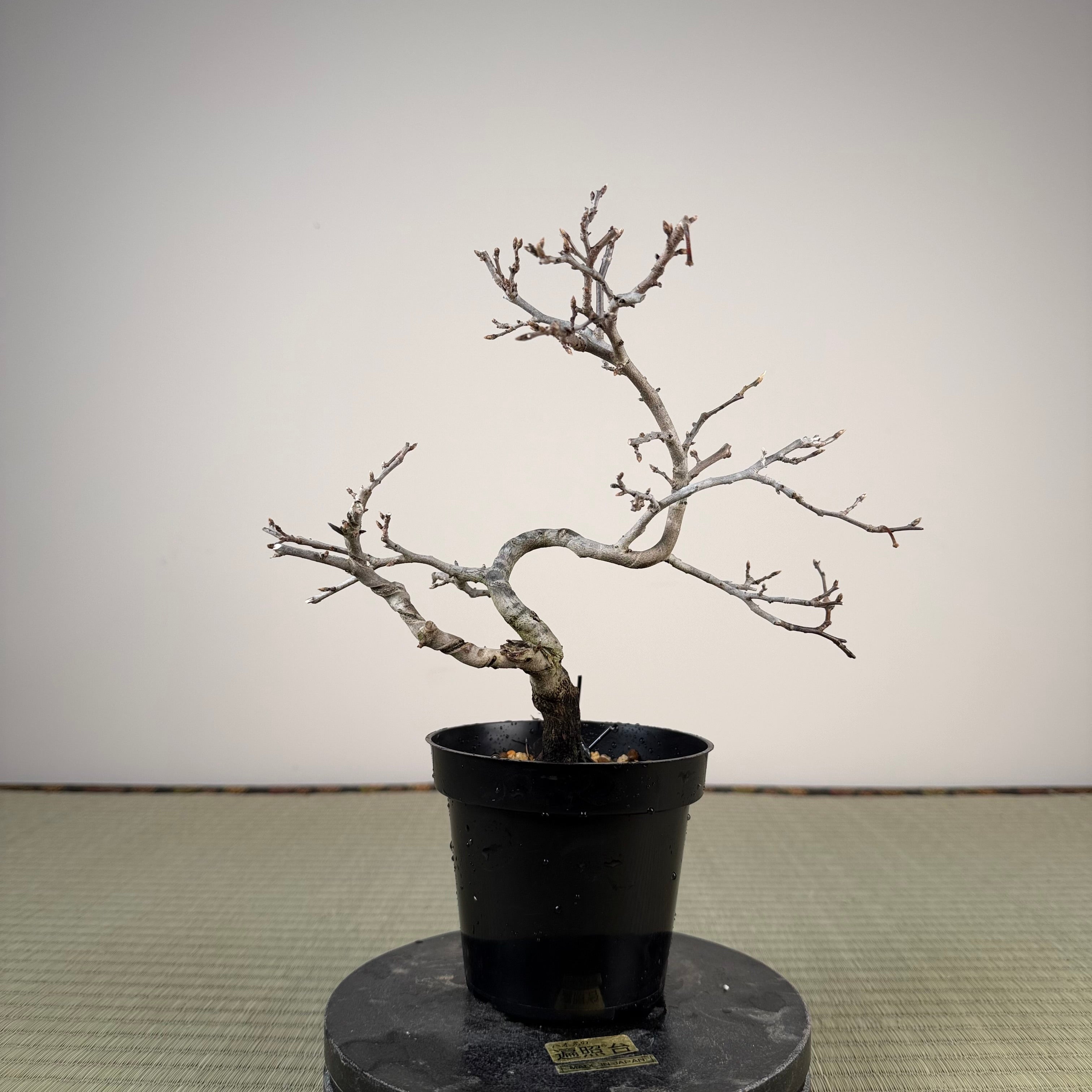 Diospyros rhombifolia 'Tohoku'