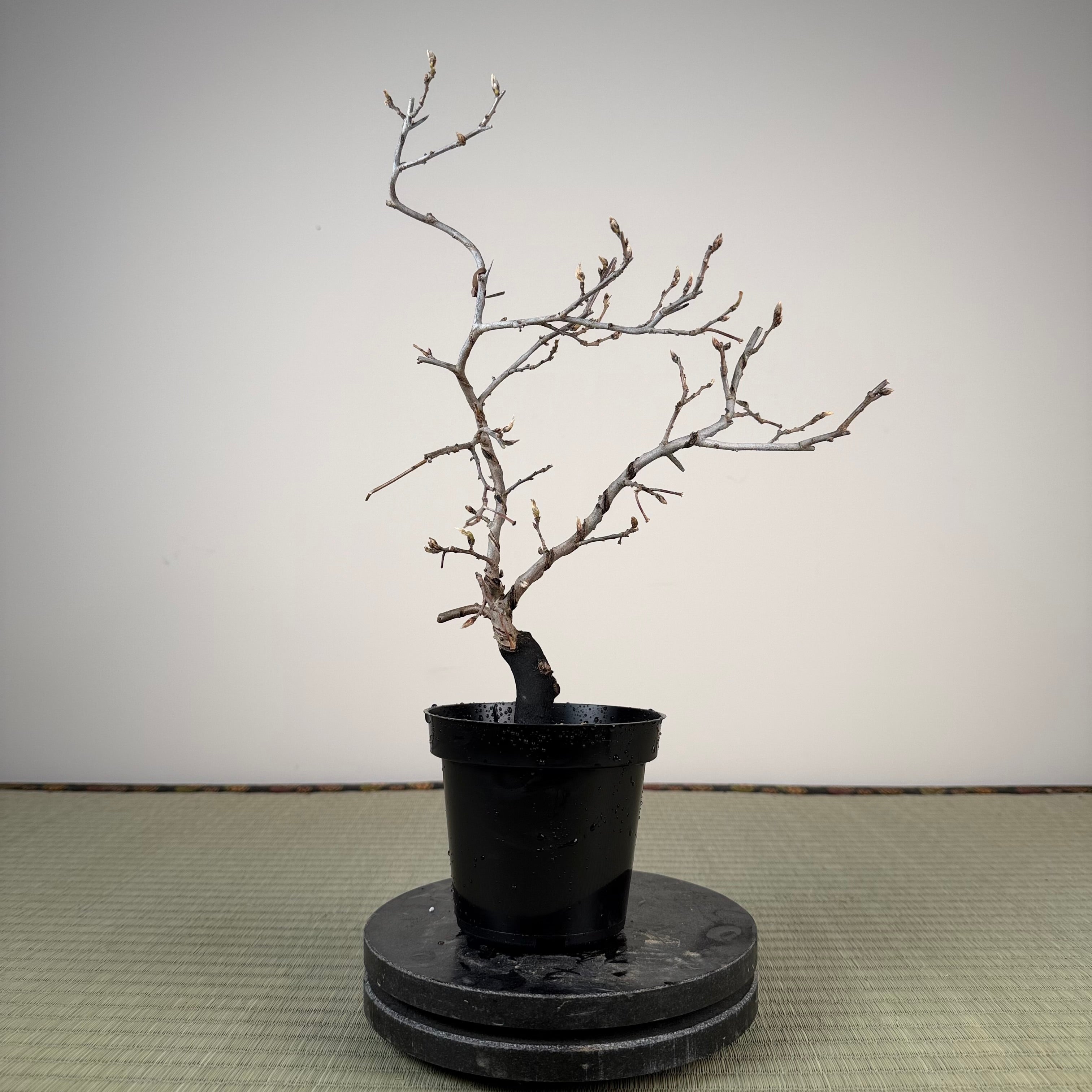 Diospyros rhombifolia