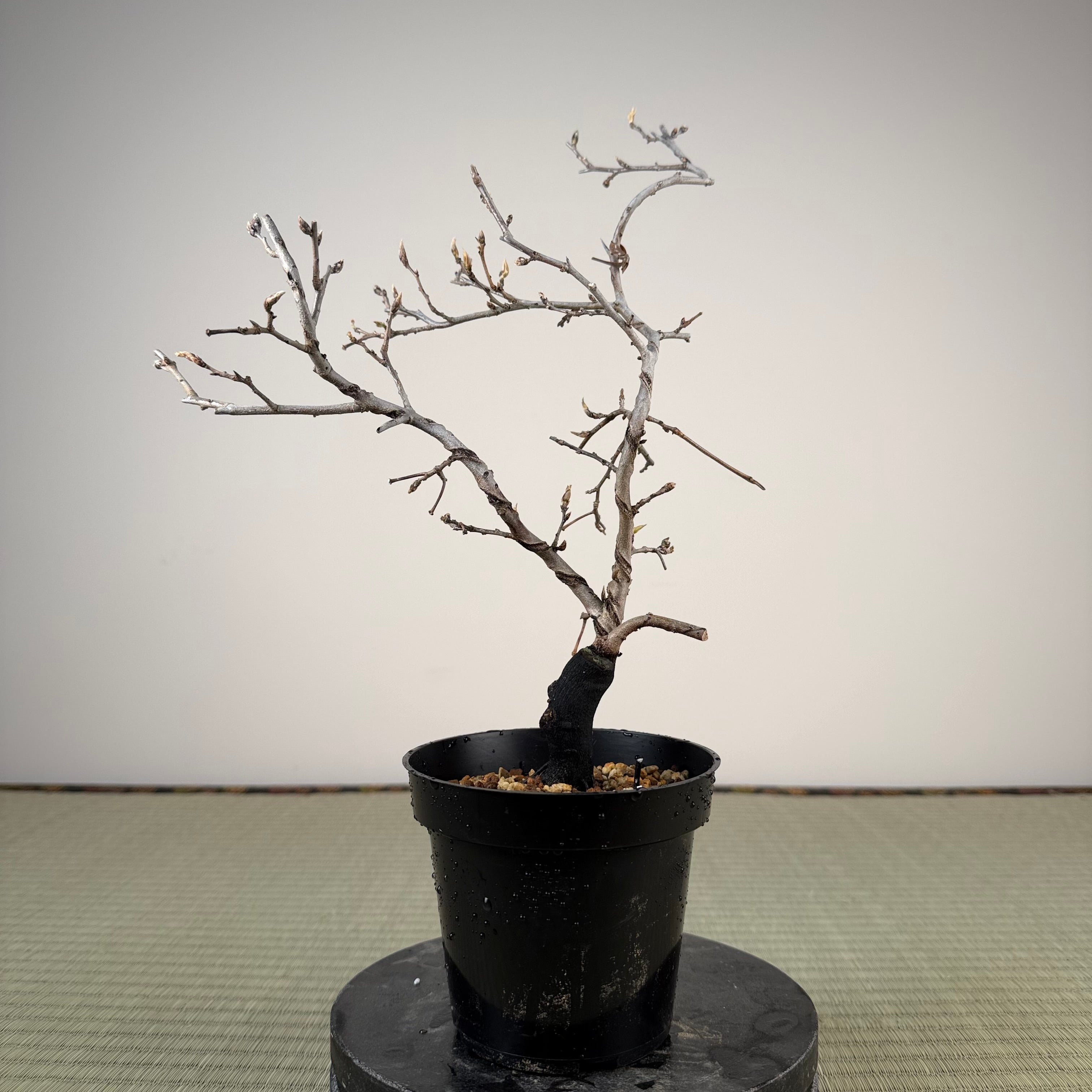 Diospyros rhombifolia