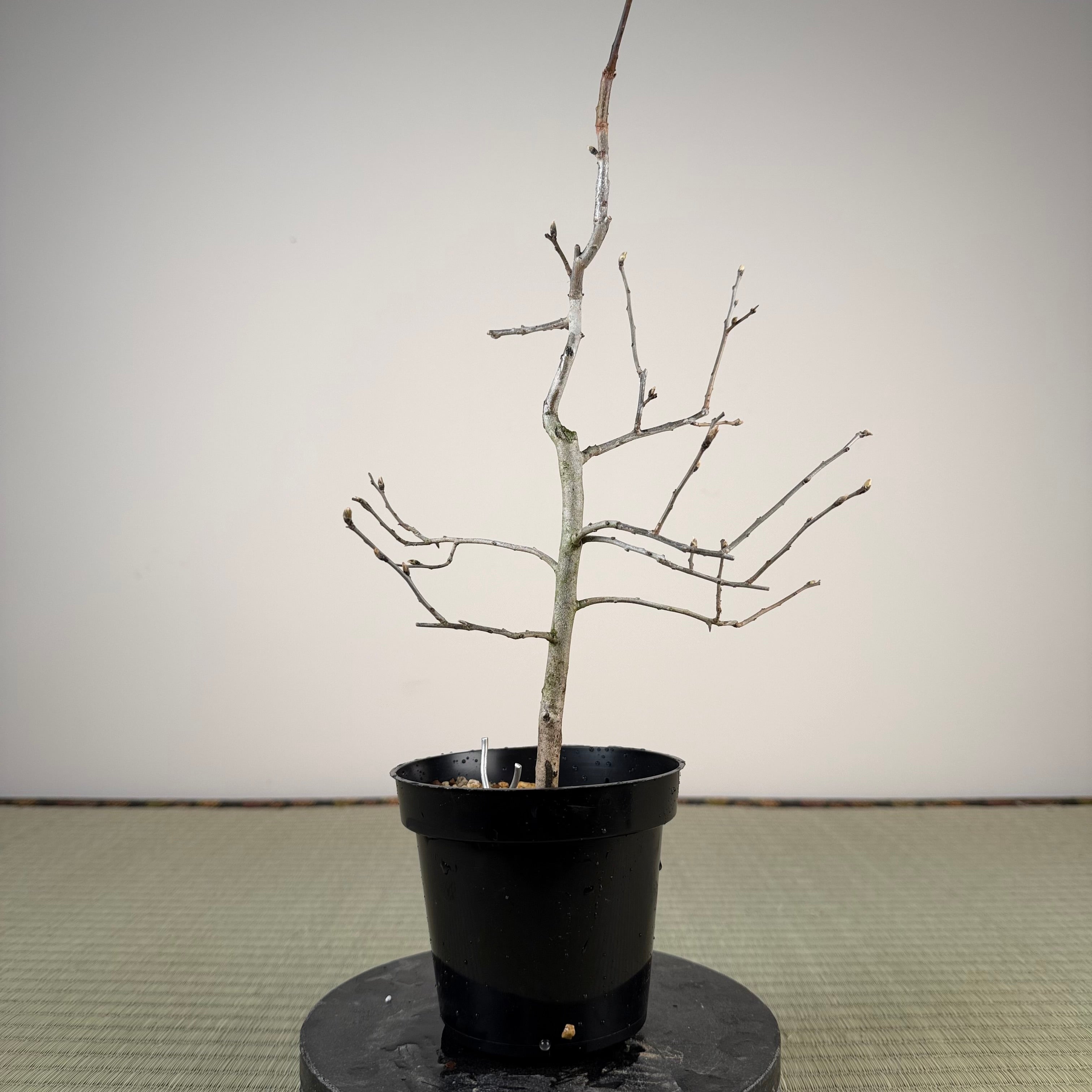 Diospyros rhombifolia 'Chichibu Beni'