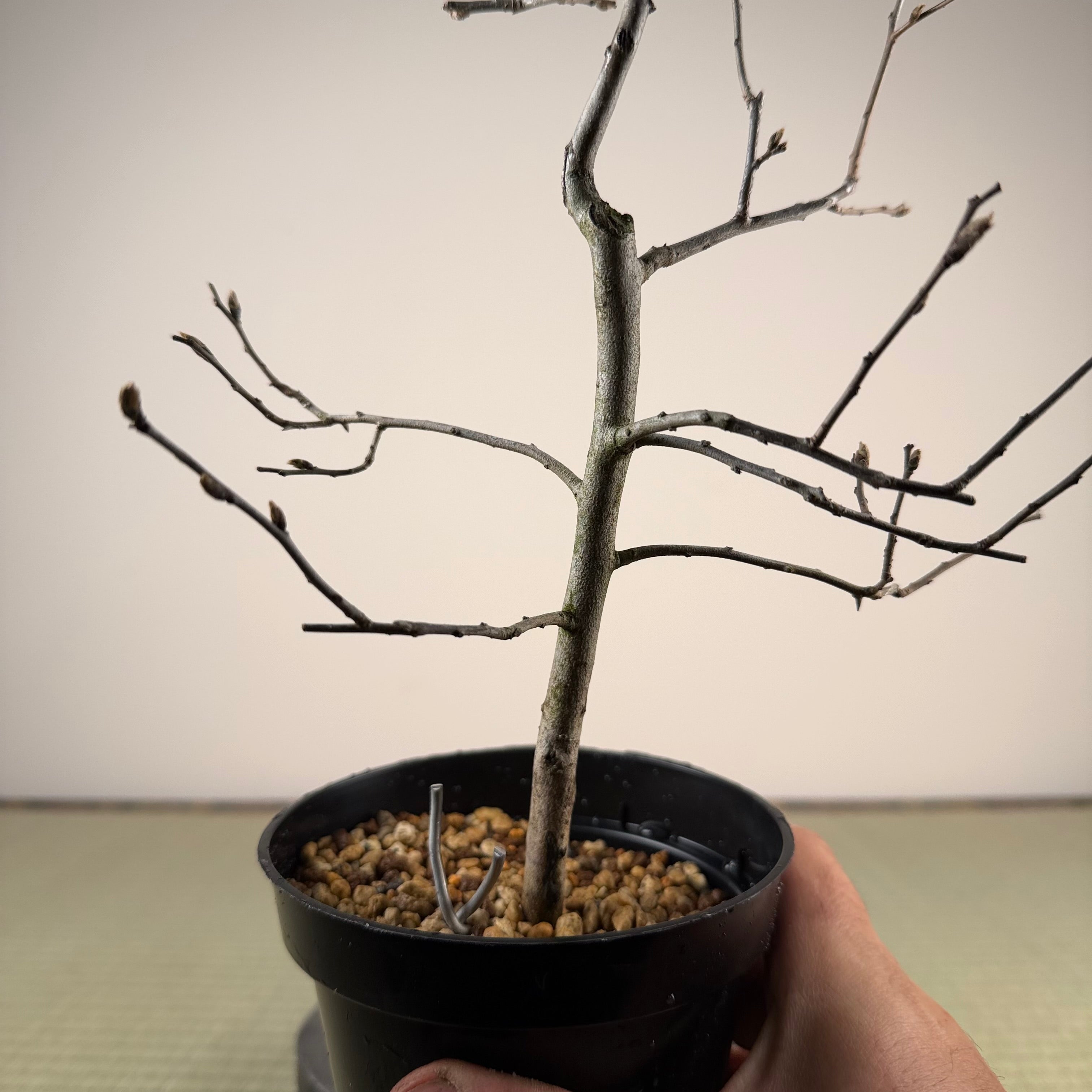 Diospyros rhombifolia 'Chichibu Beni'