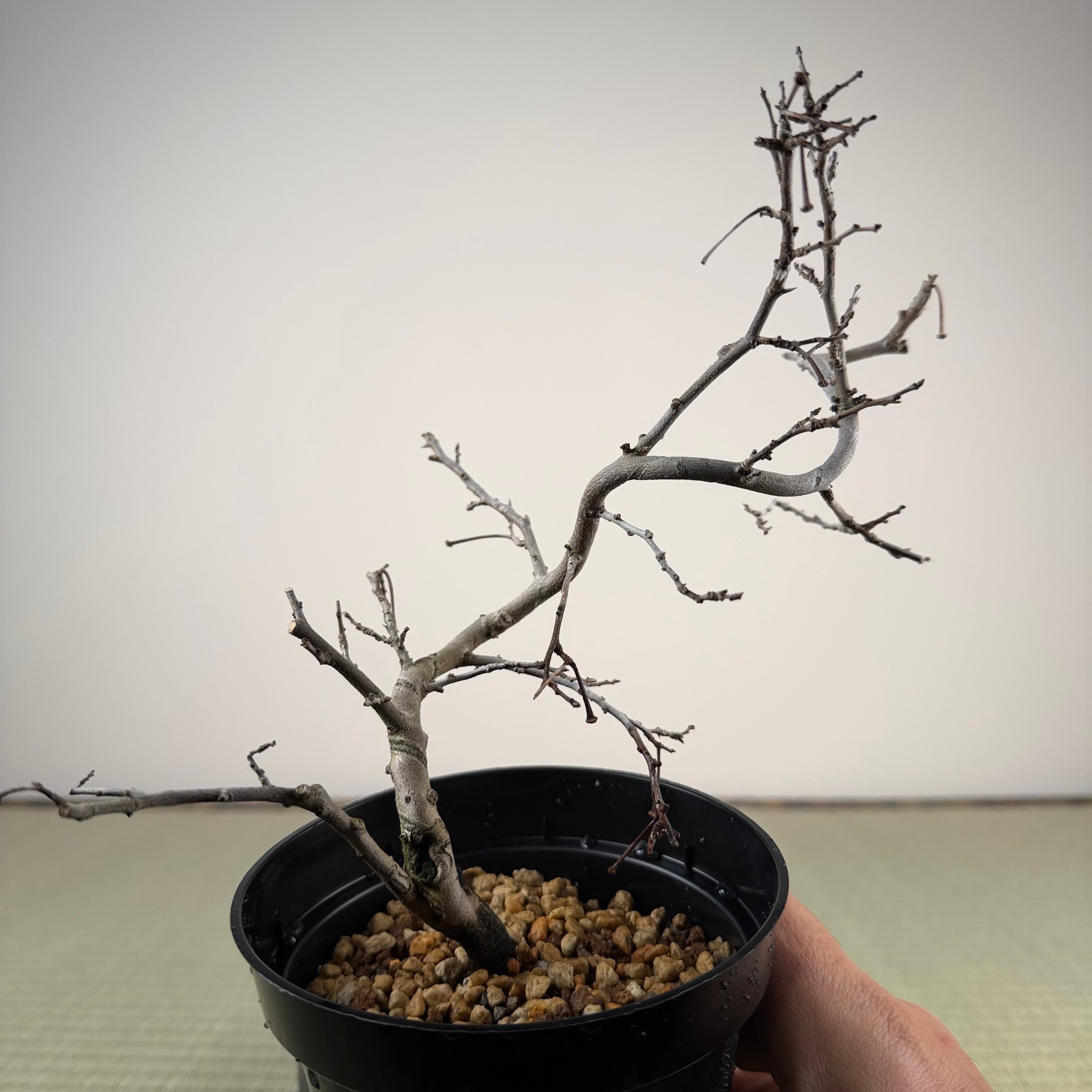 Diospyros rhombifolia