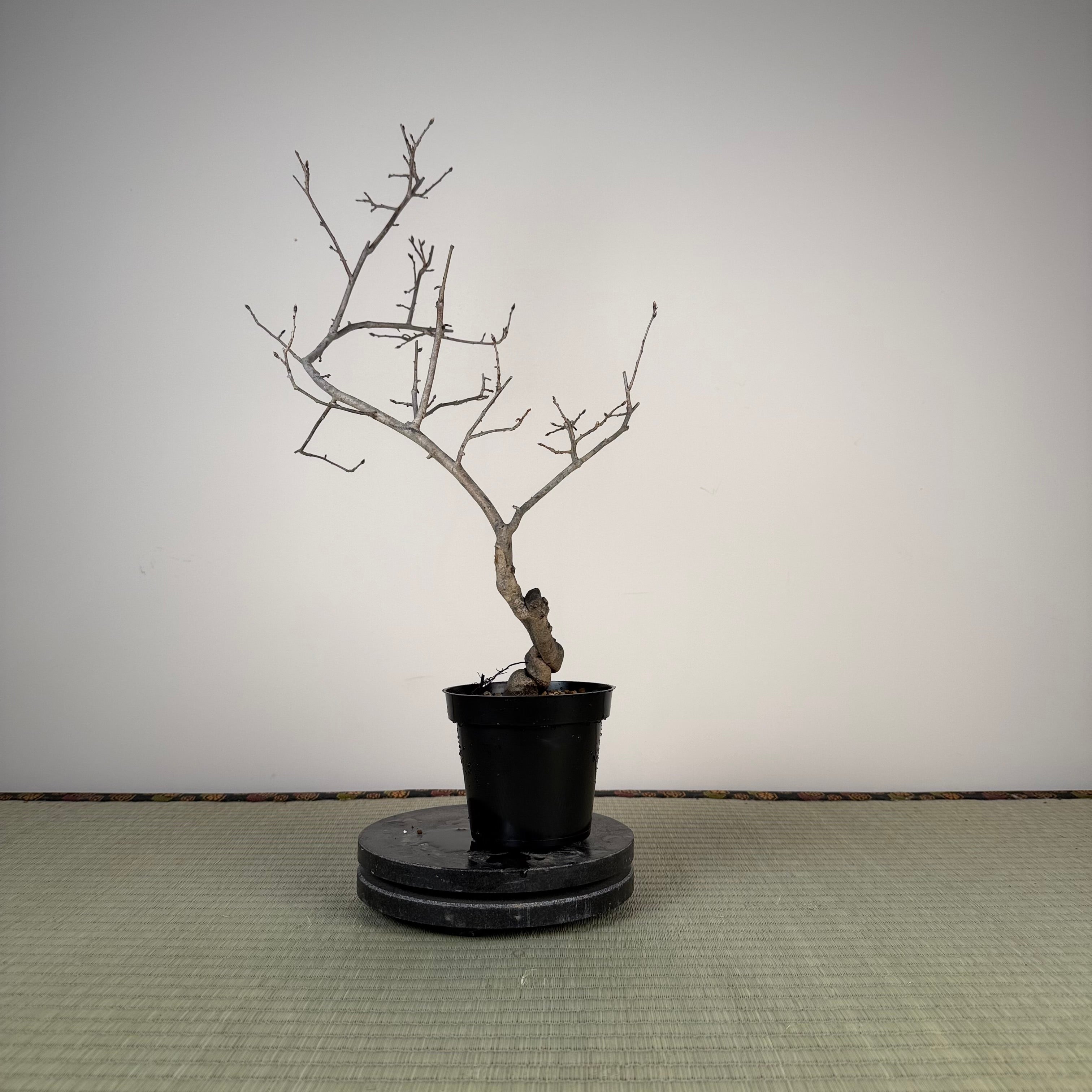 Diospyros rhombifolia