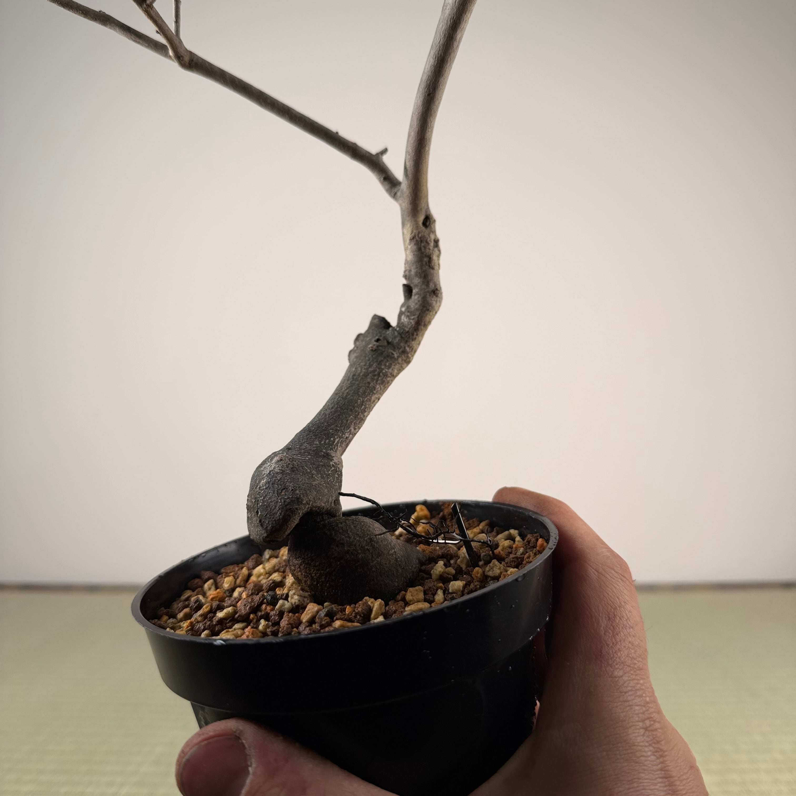 Diospyros rhombifolia